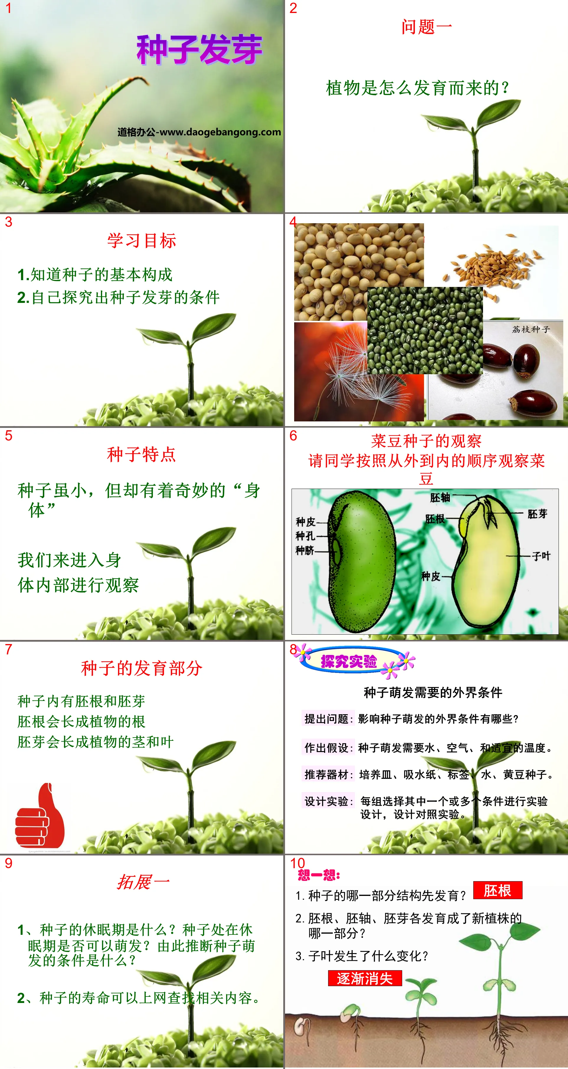 "Seed Germination" PPT courseware 4