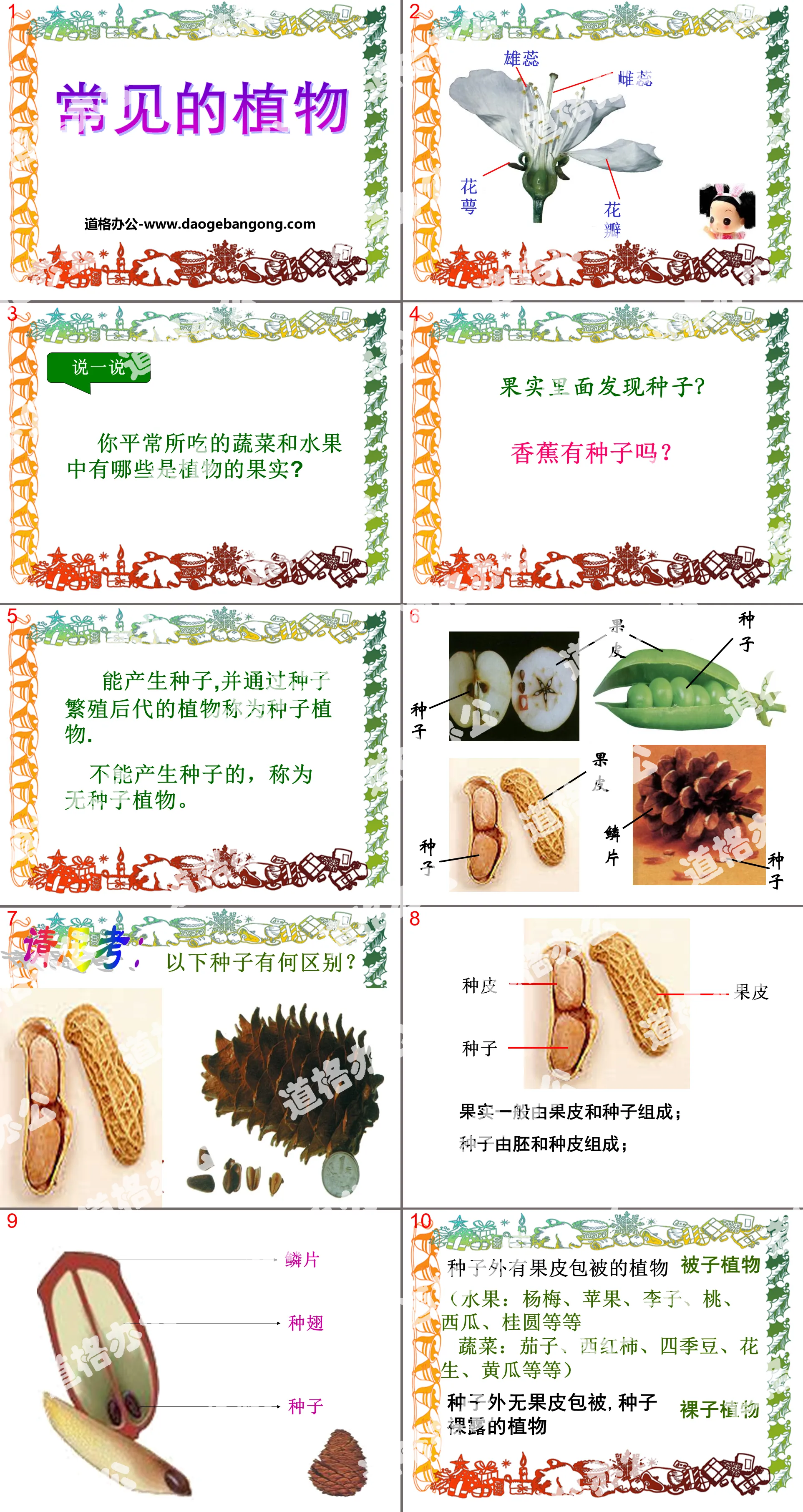 《常见的植物》PPT