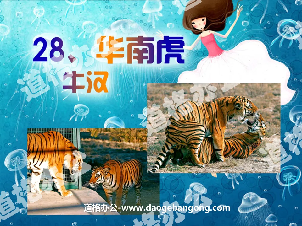 "South China Tiger" PPT courseware 2