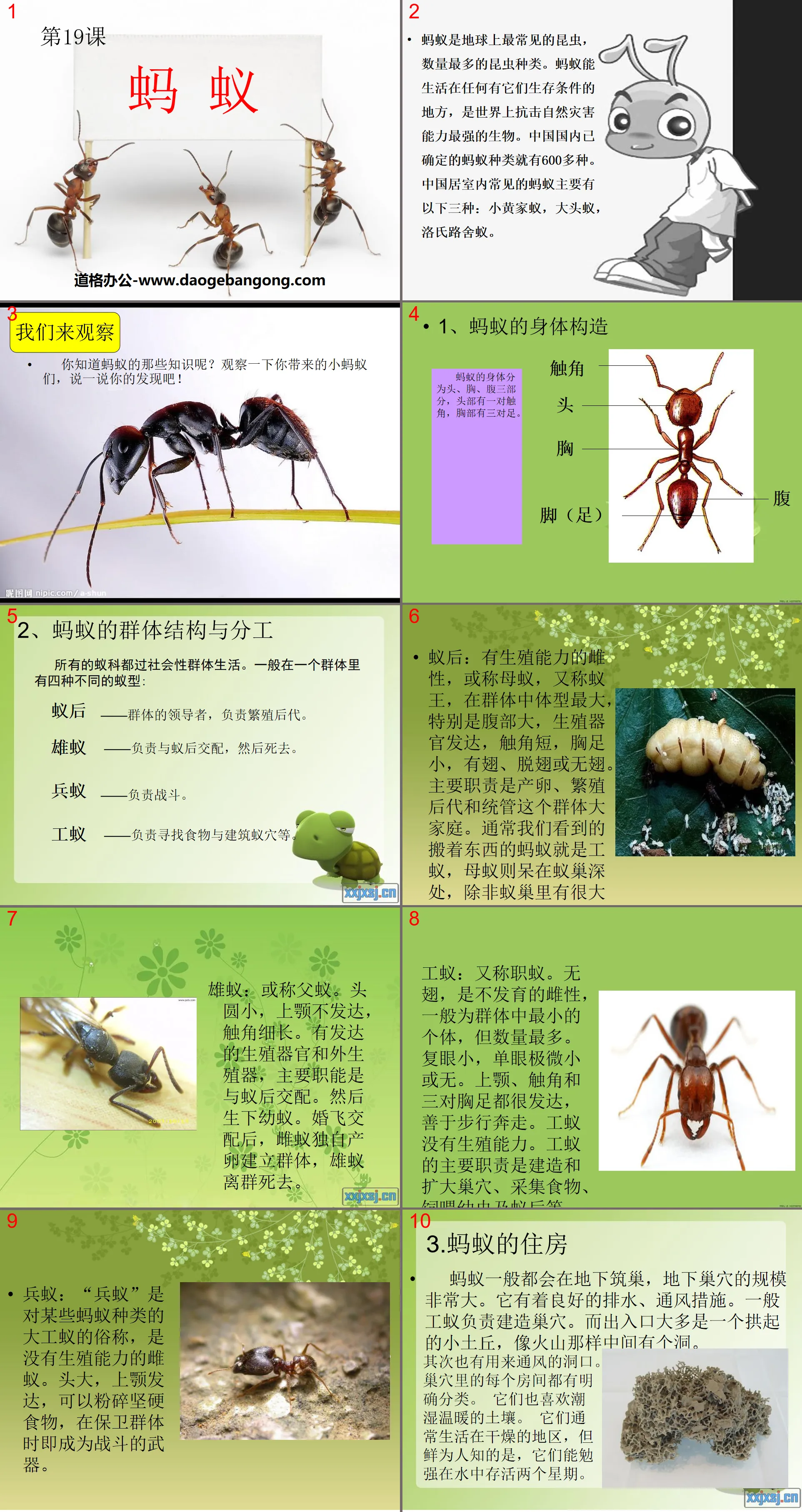 "Ants" PPT