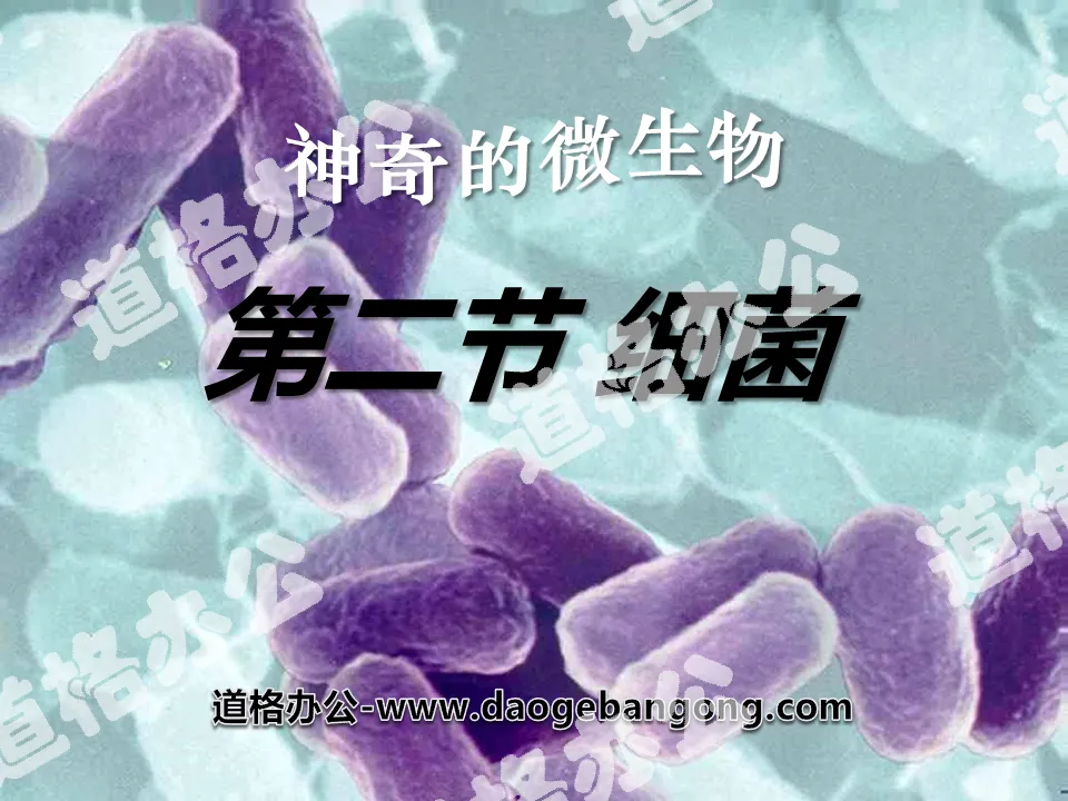 "Bacteria" bacteria and fungi PPT courseware 4