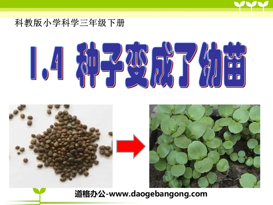 《種子變成了幼苗》植物的生長變化PPT課件2