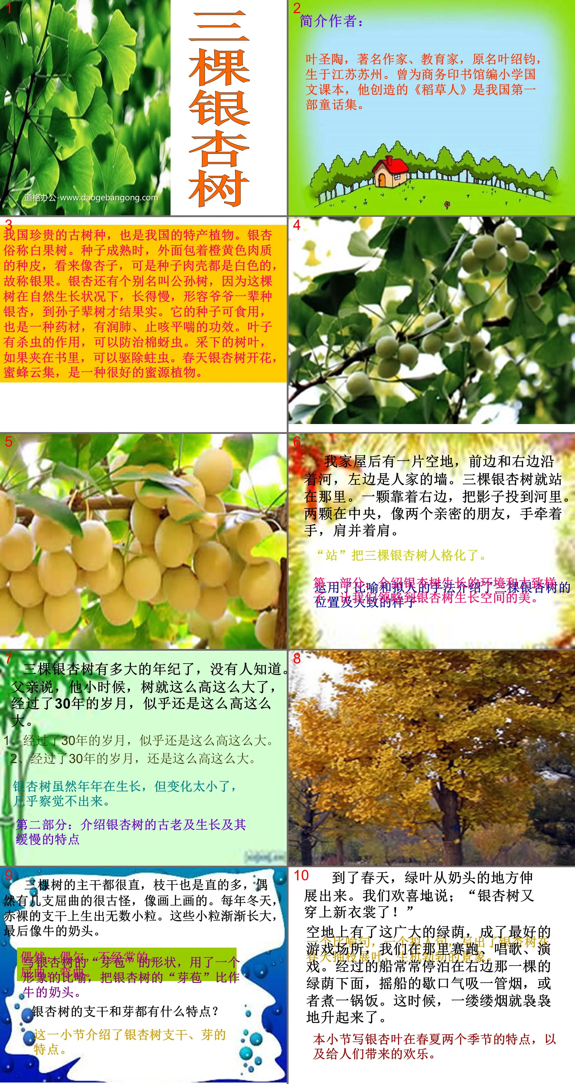 "Three Ginkgo Trees" PPT courseware