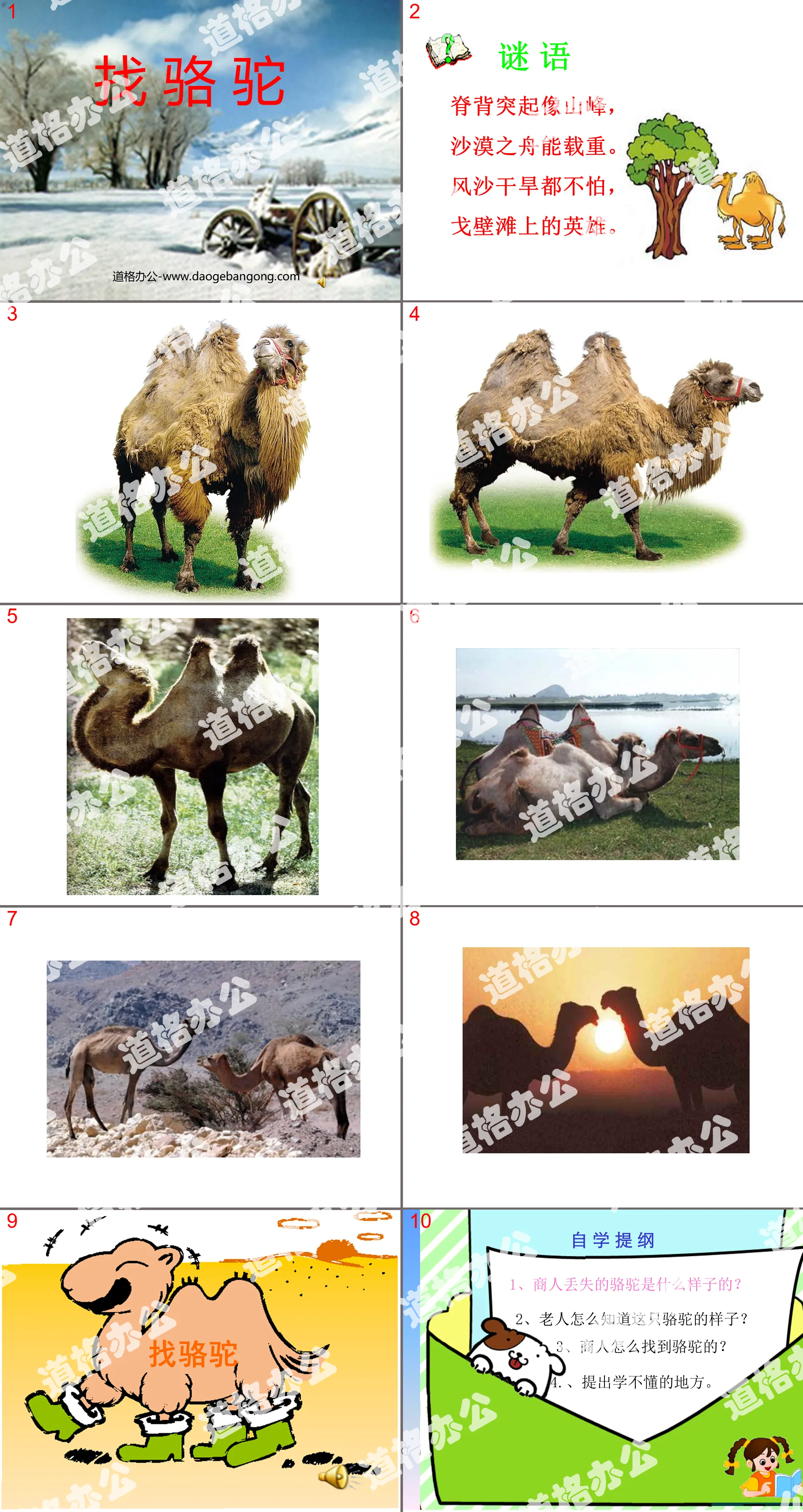 "Looking for Camels" PPT teaching courseware download 3