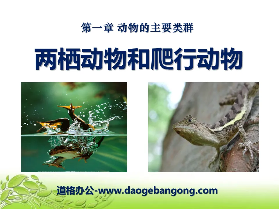 "Amphibians and Reptiles" Main Groups of Animals PPT Courseware 3