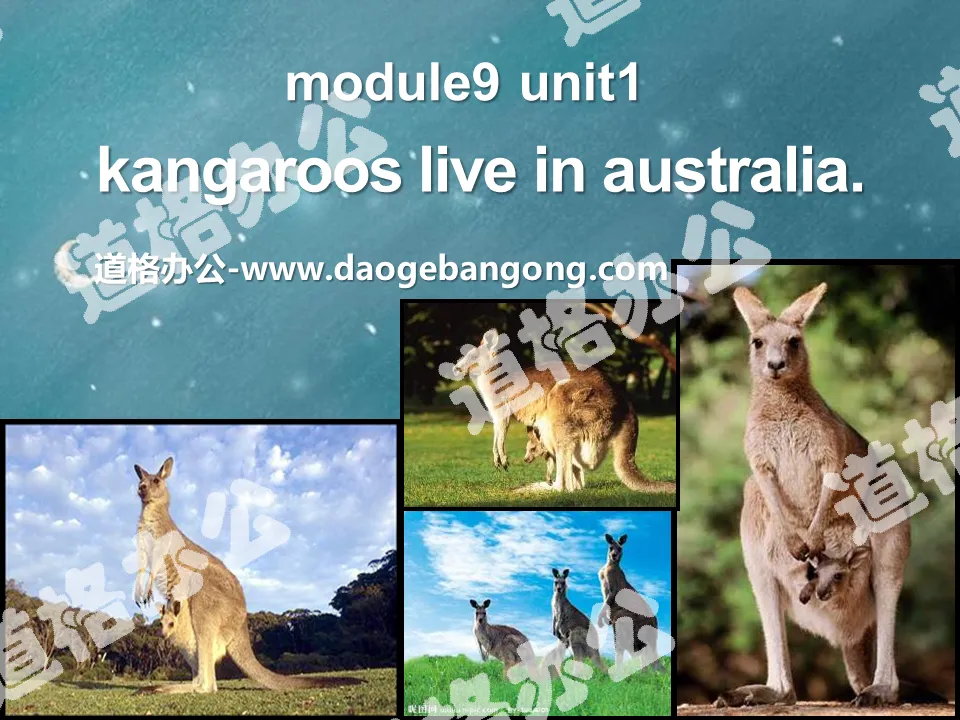 "Kangaroos live in Australia" PPT courseware
