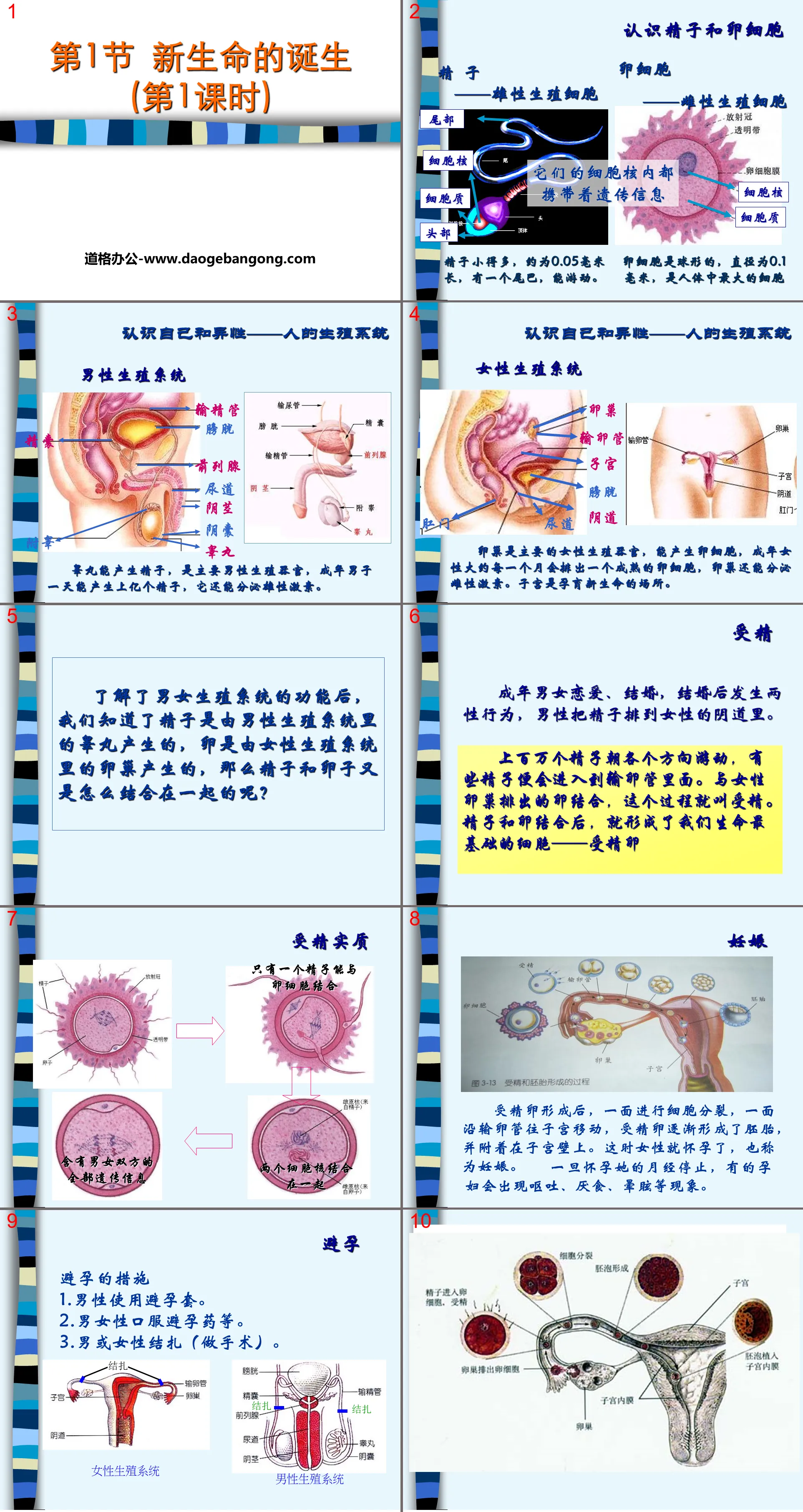 《新生命的诞生》PPT(第一课时)
