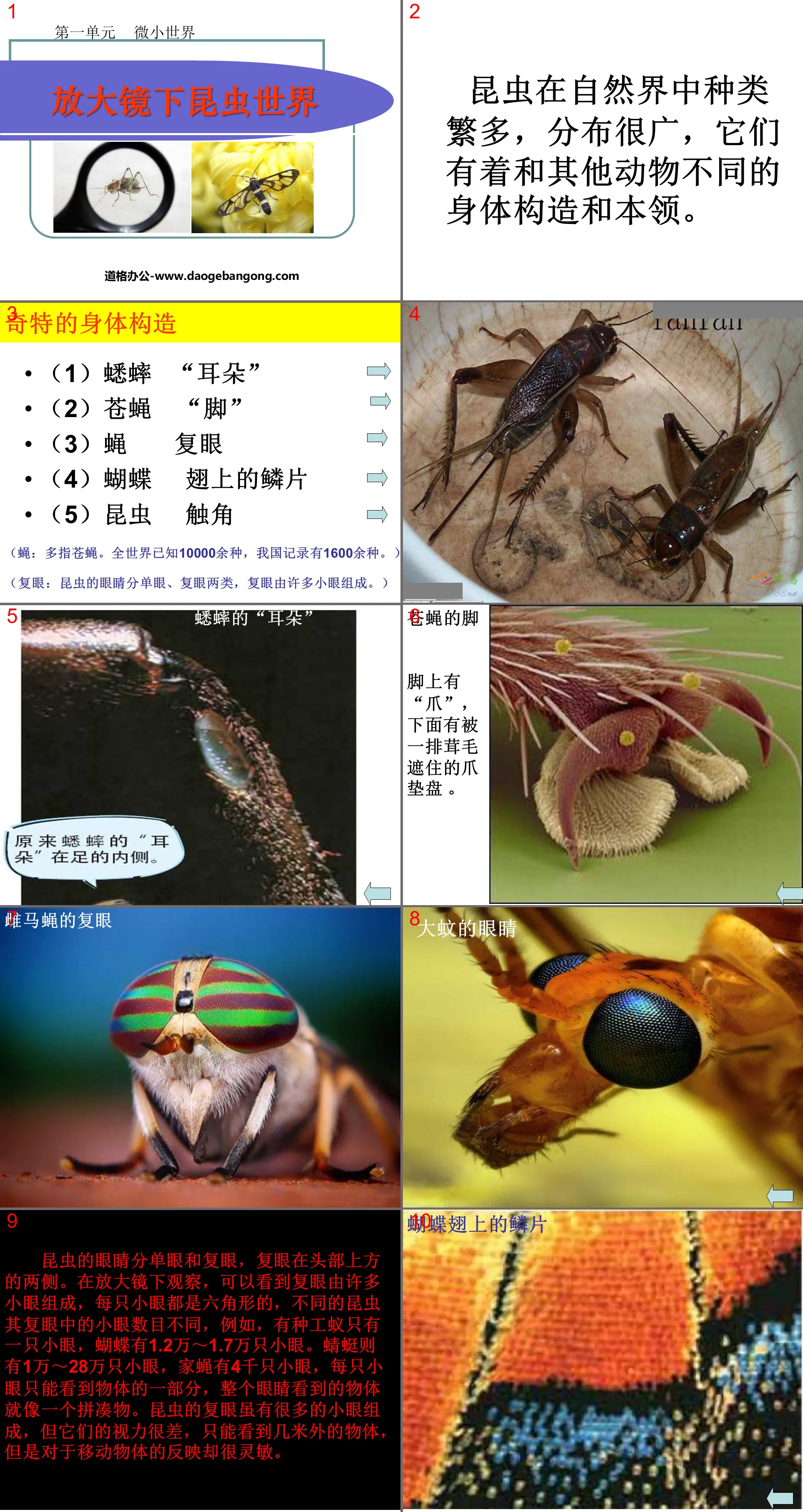《放大镜下的昆虫世界》微小世界PPT课件4
