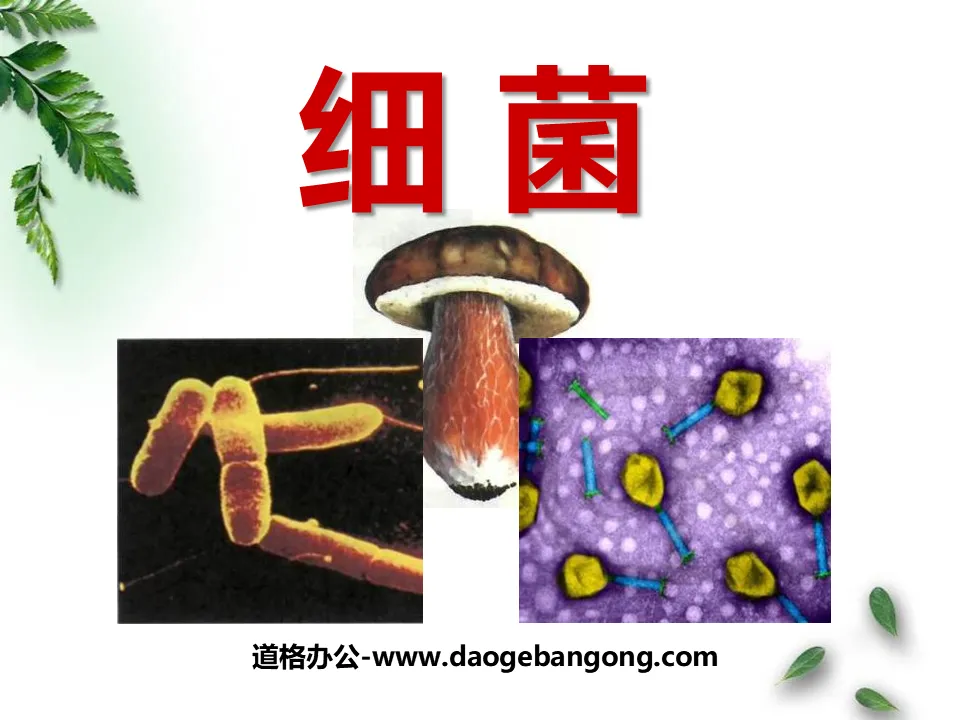 "Bacteria" Bacteria and Fungi PPT Courseware 7