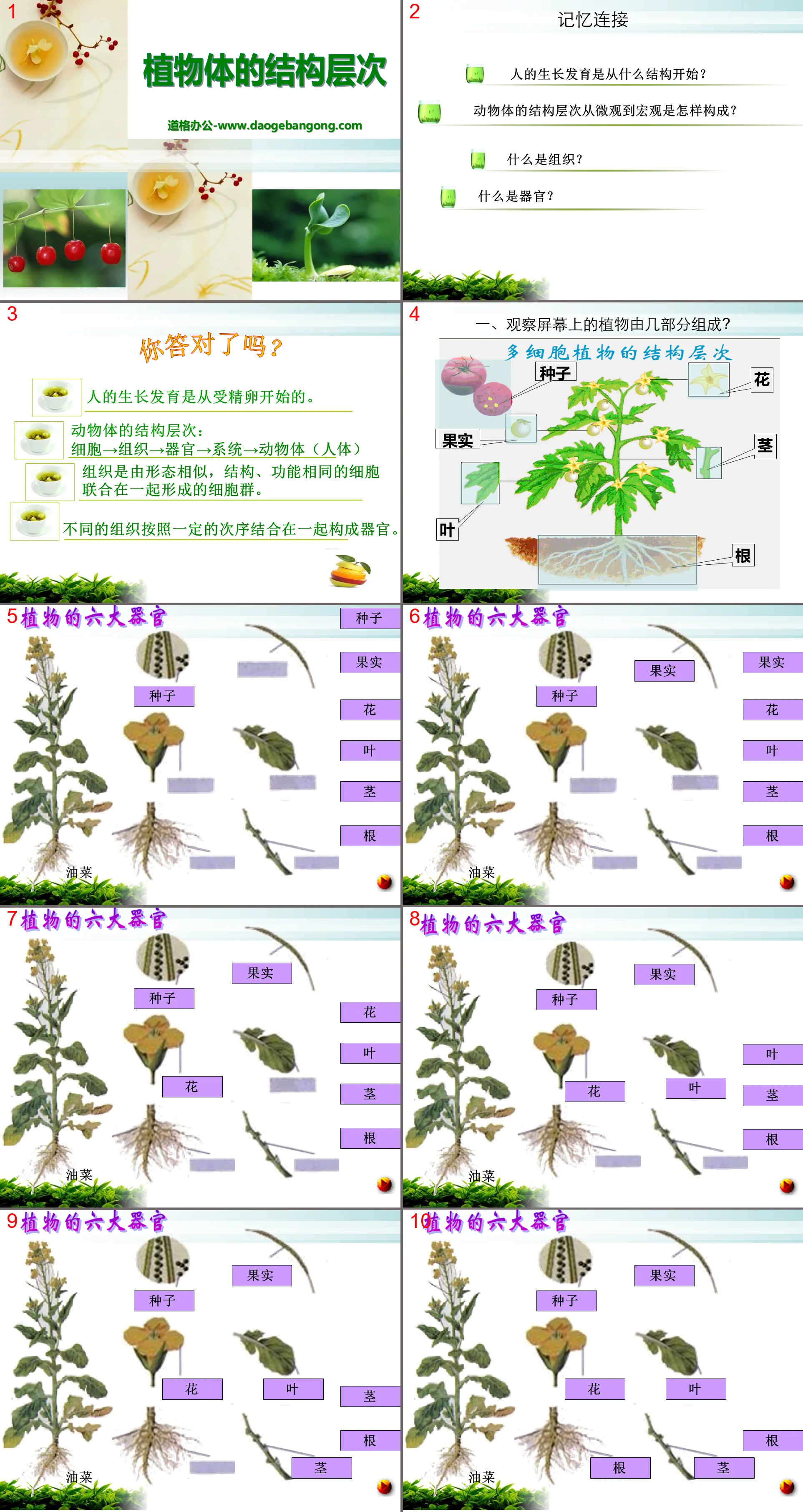 "Structural Hierarchy of Plants" How cells constitute organisms PPT courseware 3