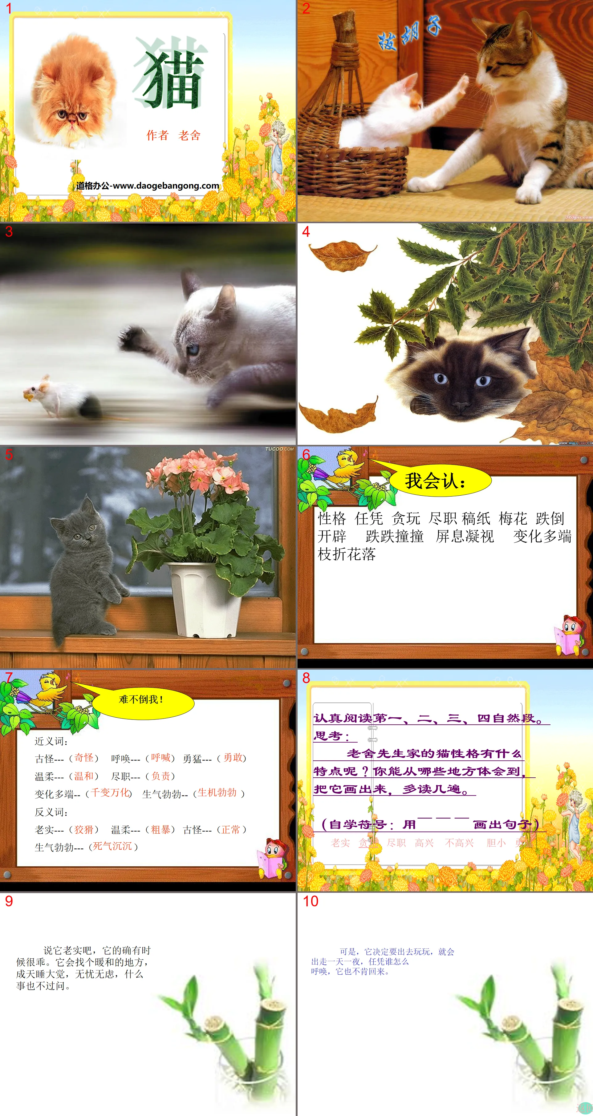 "Cat" PPT courseware 3