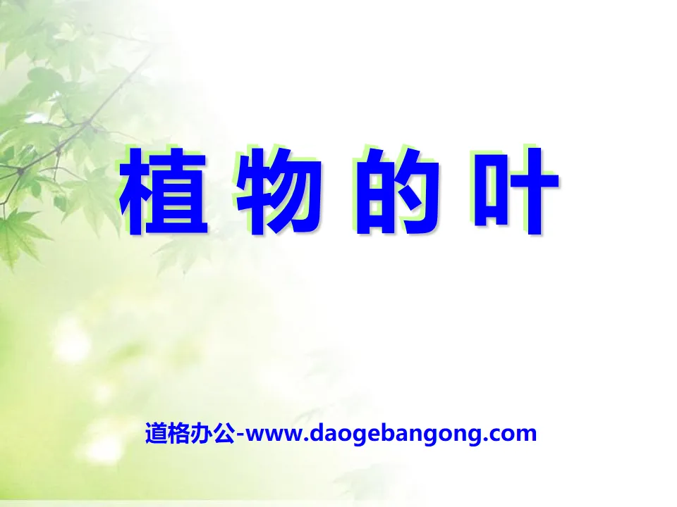 《植物的叶》植物PPT课件3
