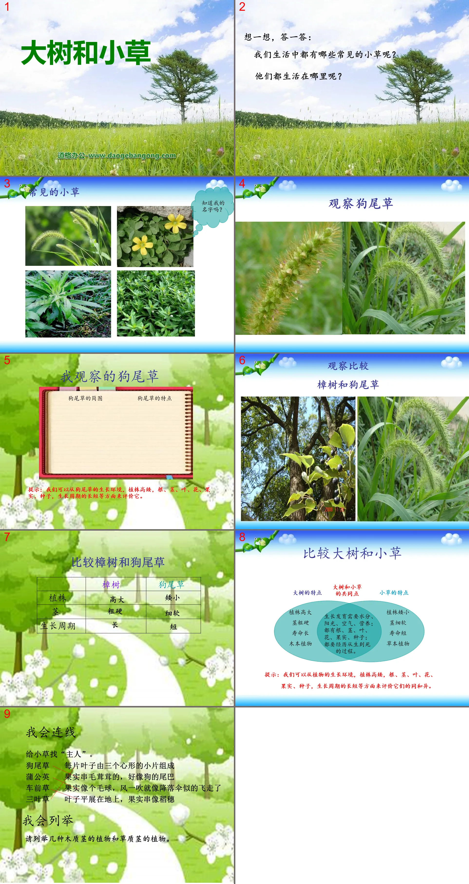 "Big Trees and Grasses" Plant PPT Courseware