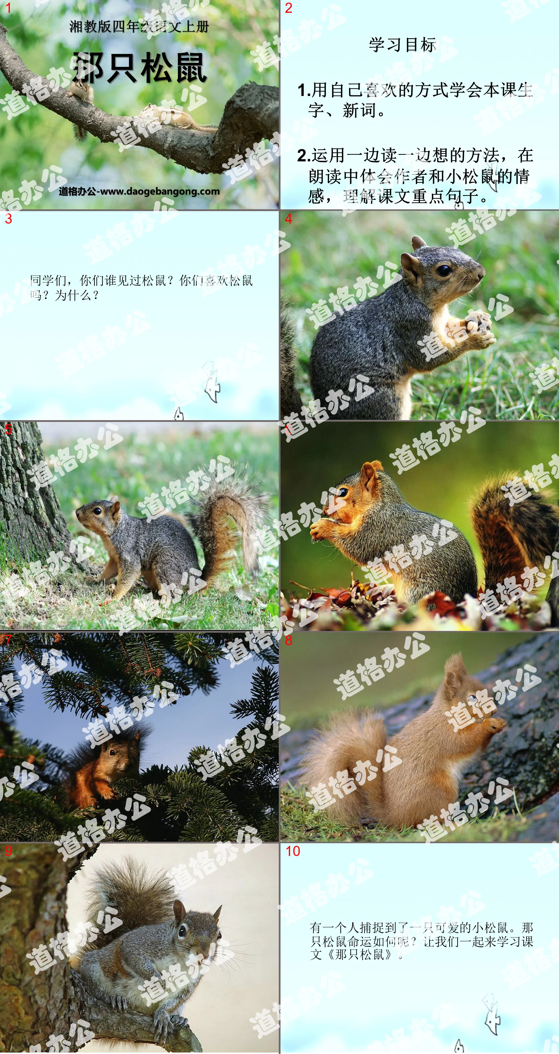 "That Squirrel" PPT Courseware 4