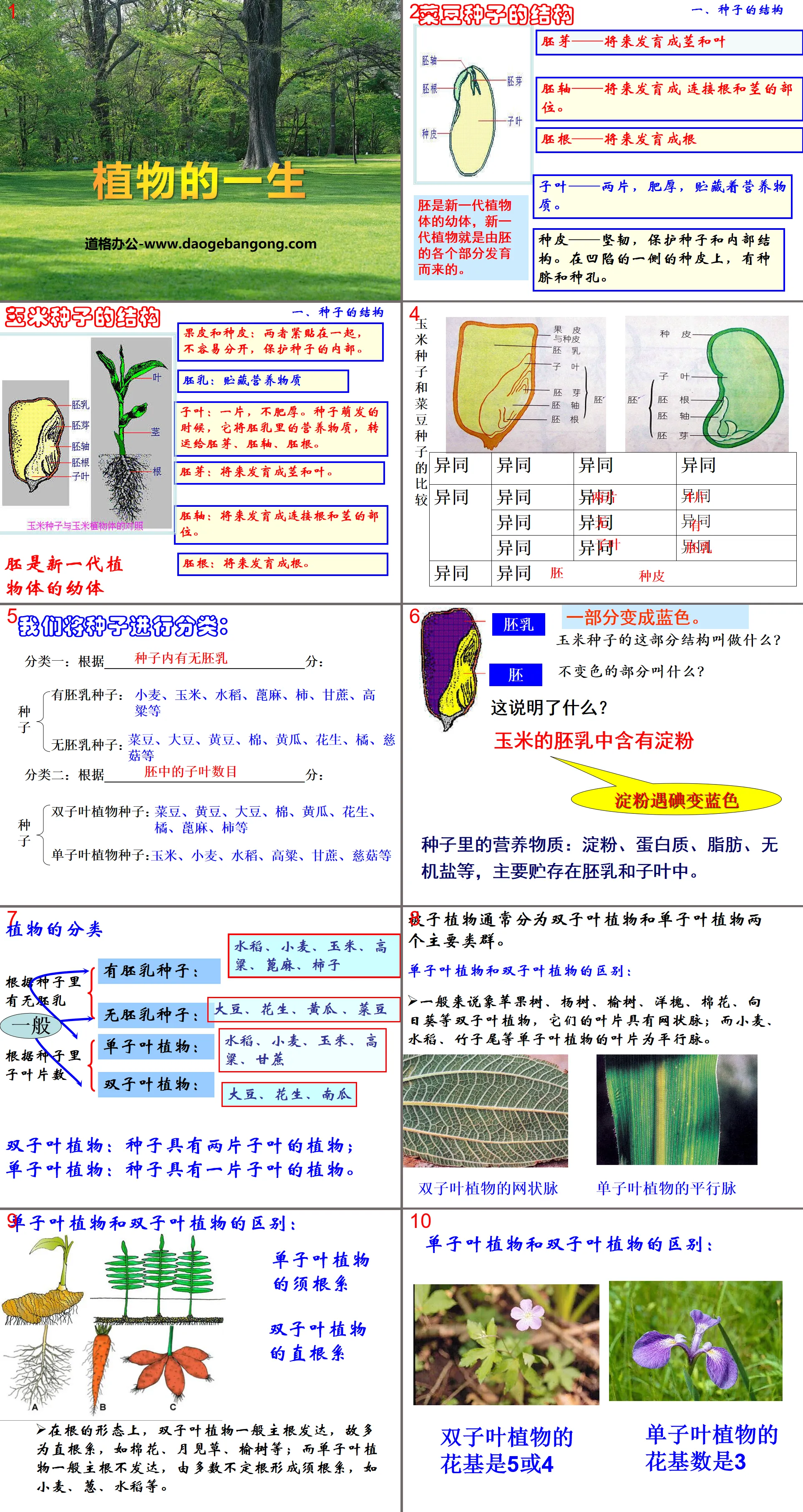 "The Life of Plants" PPT courseware