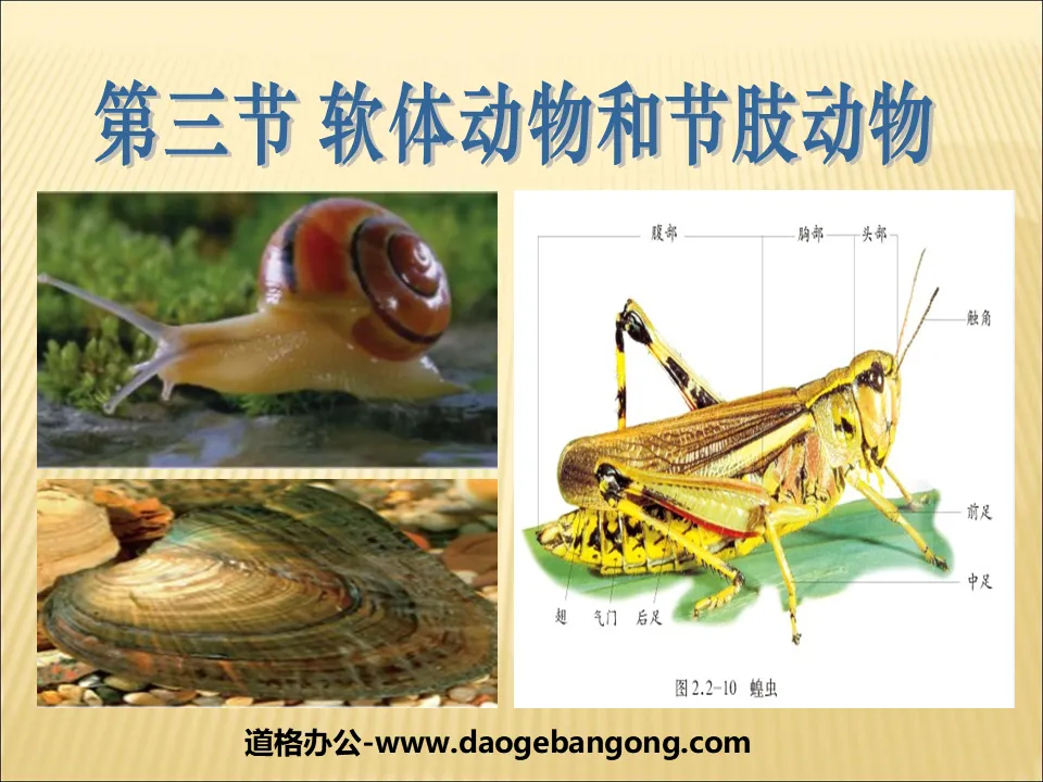 "Mollusks and Arthropods" Main Groups of Animals PPT Courseware 4