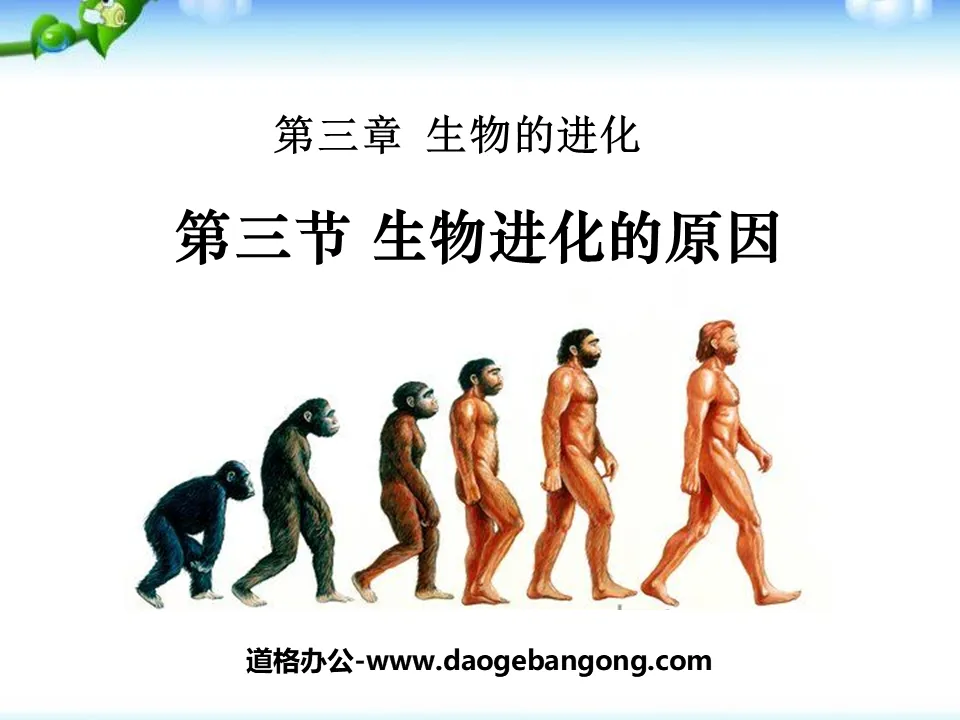 "Causes of Biological Evolution" Biological Evolution PPT Courseware 6