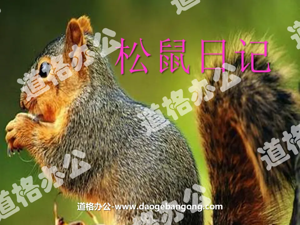 "Squirrel Diary" PPT courseware