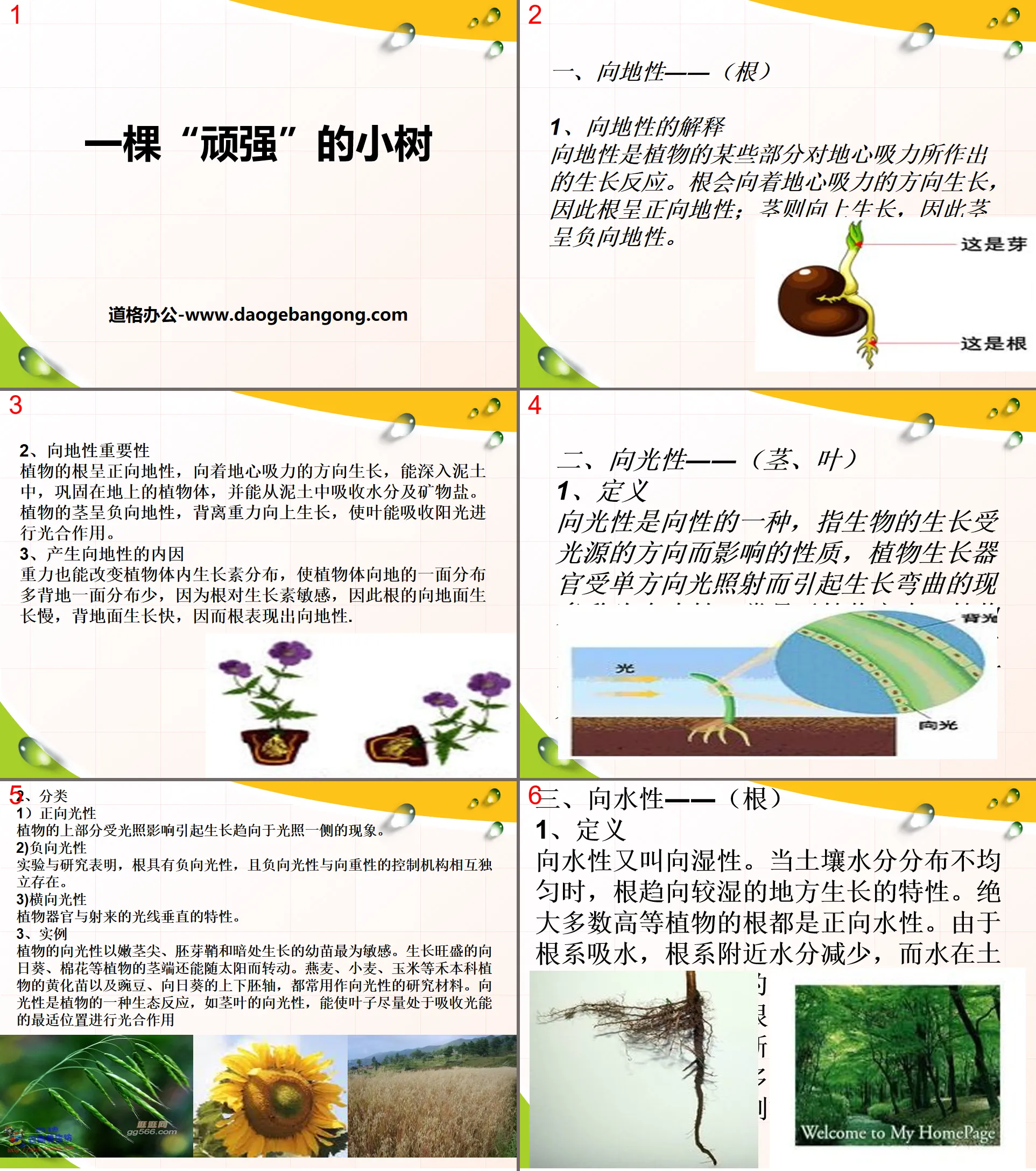 《 一棵顽强的小树 》PPT