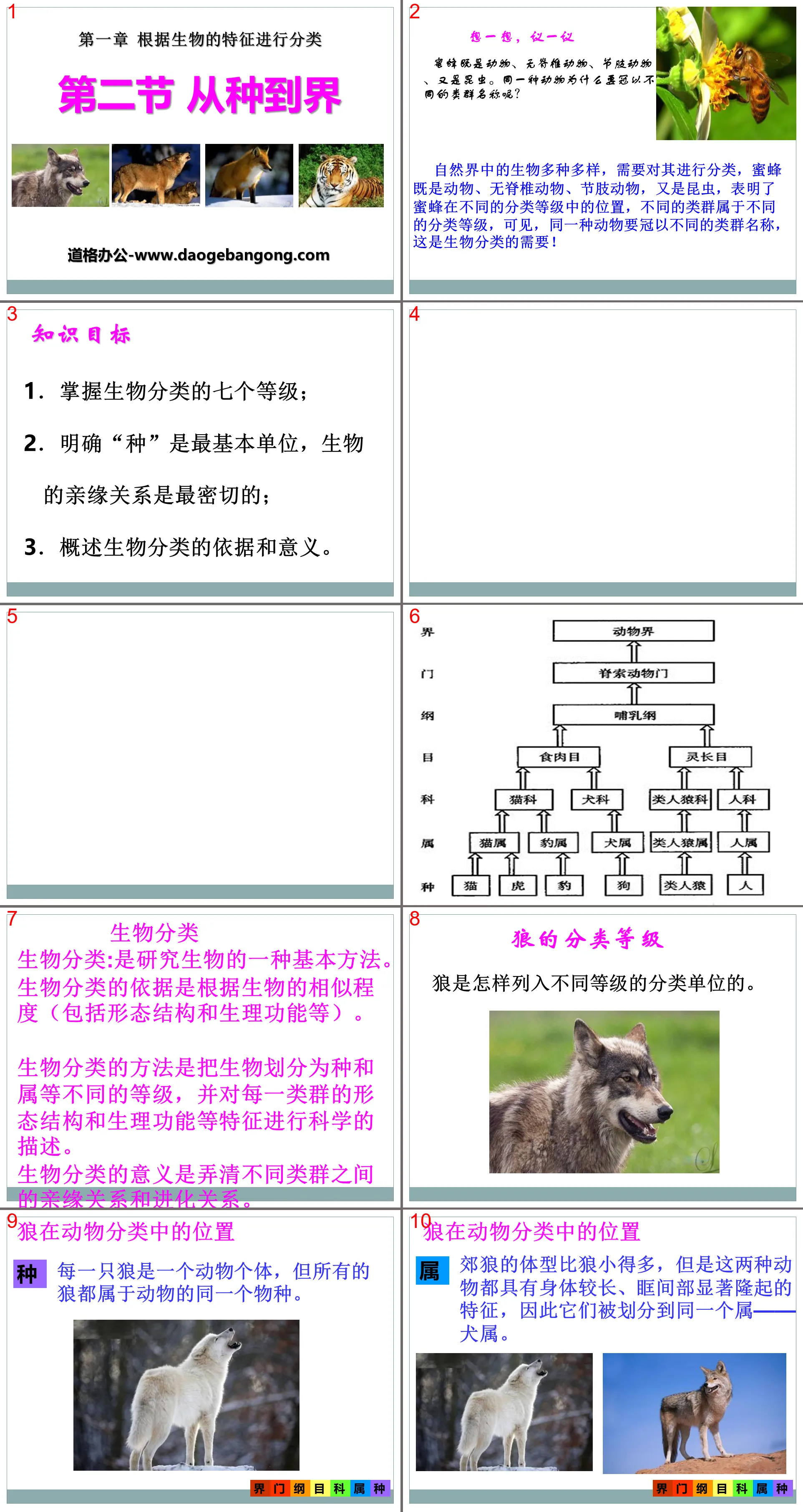 《从种到界》根据生物的特征进行分类PPT课件2
