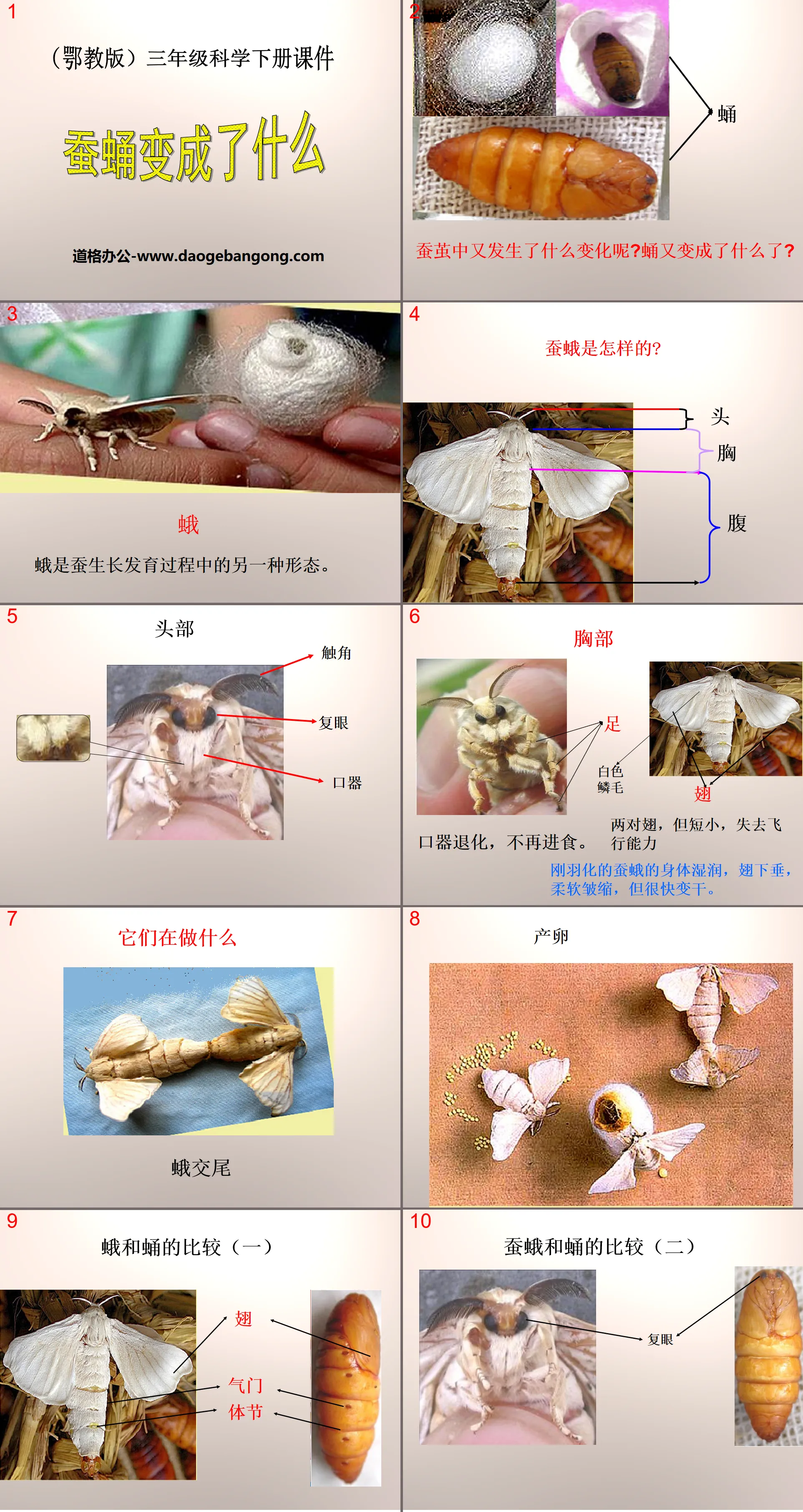 《蠶蛹變成了什麼》PPT課件