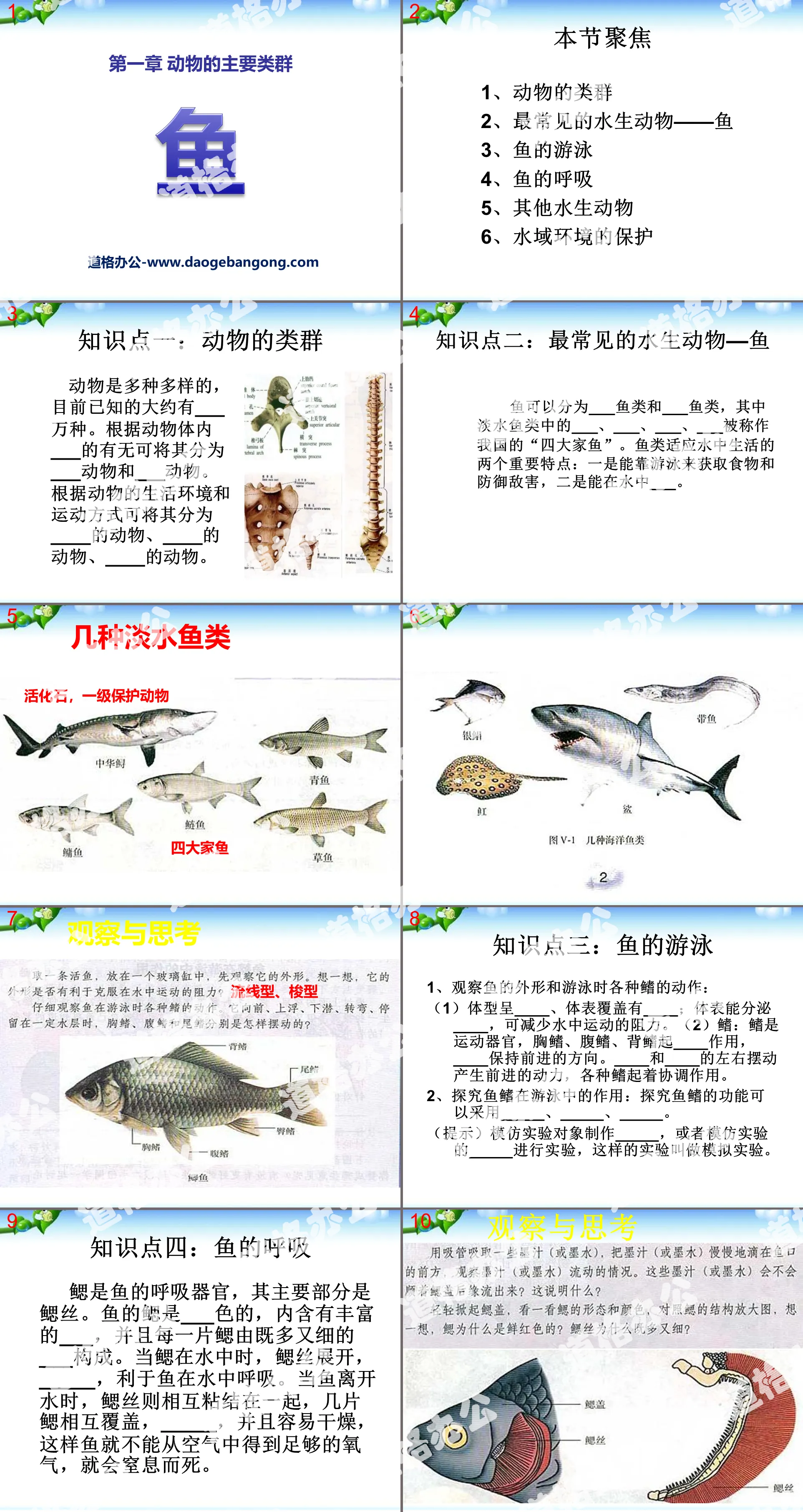 "Fish" Main groups of animals PPT courseware 4