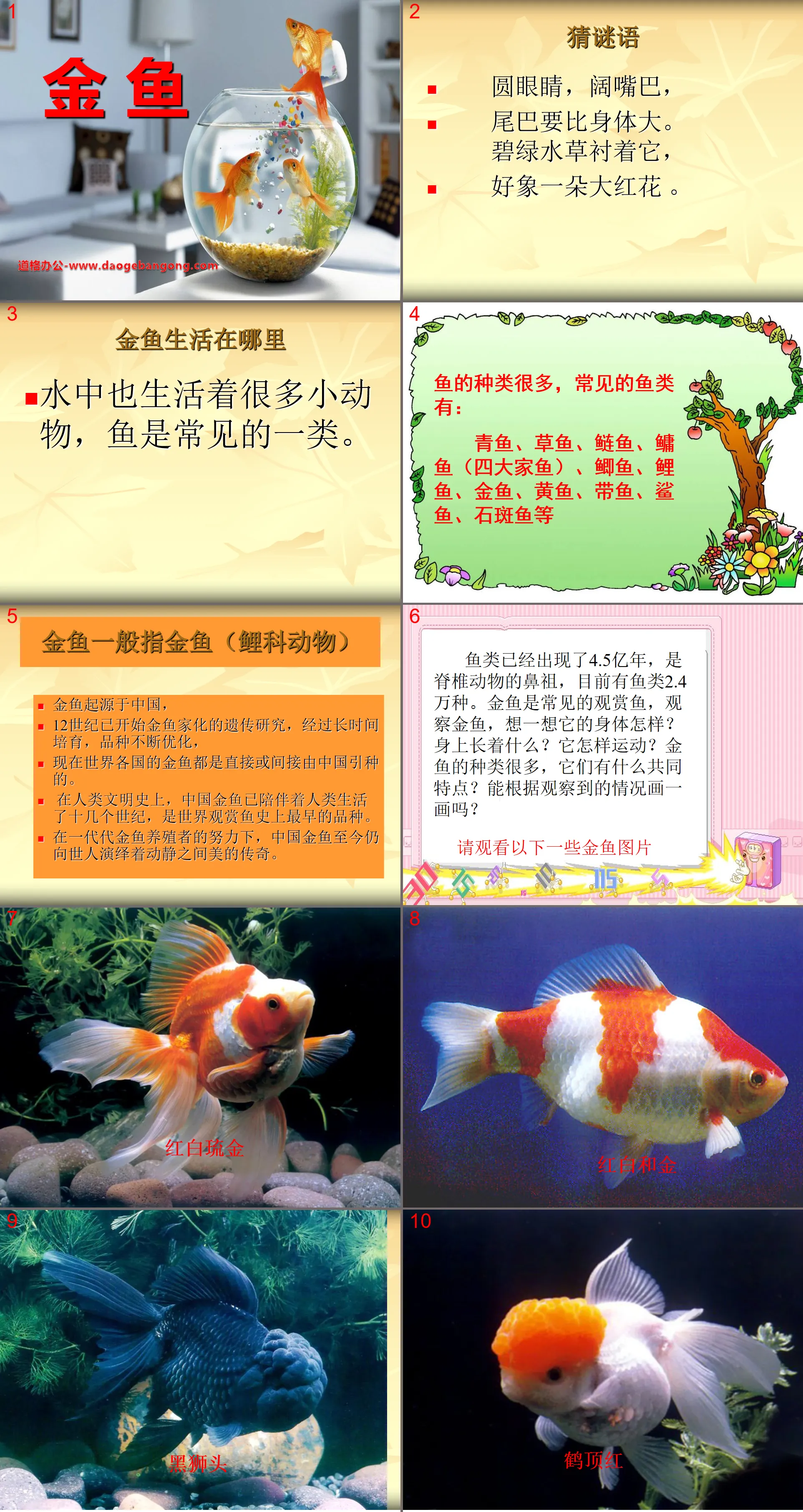 《金魚》動物PPT課件