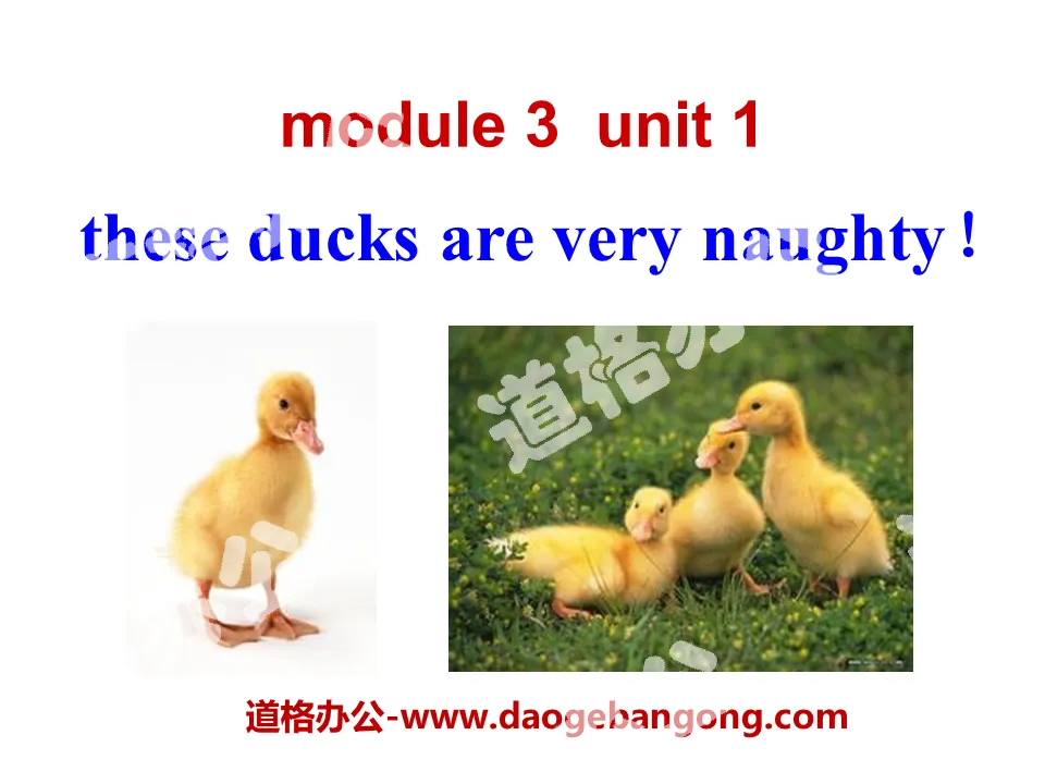 《These ducks are very naughty!》PPT课件
