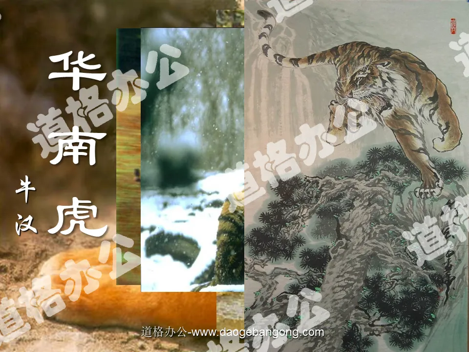 "South China Tiger" PPT courseware