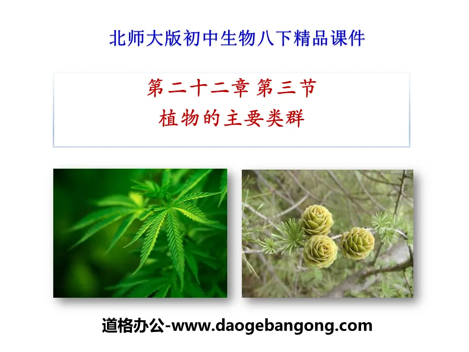 "Main Groups of Plants" PPT courseware download