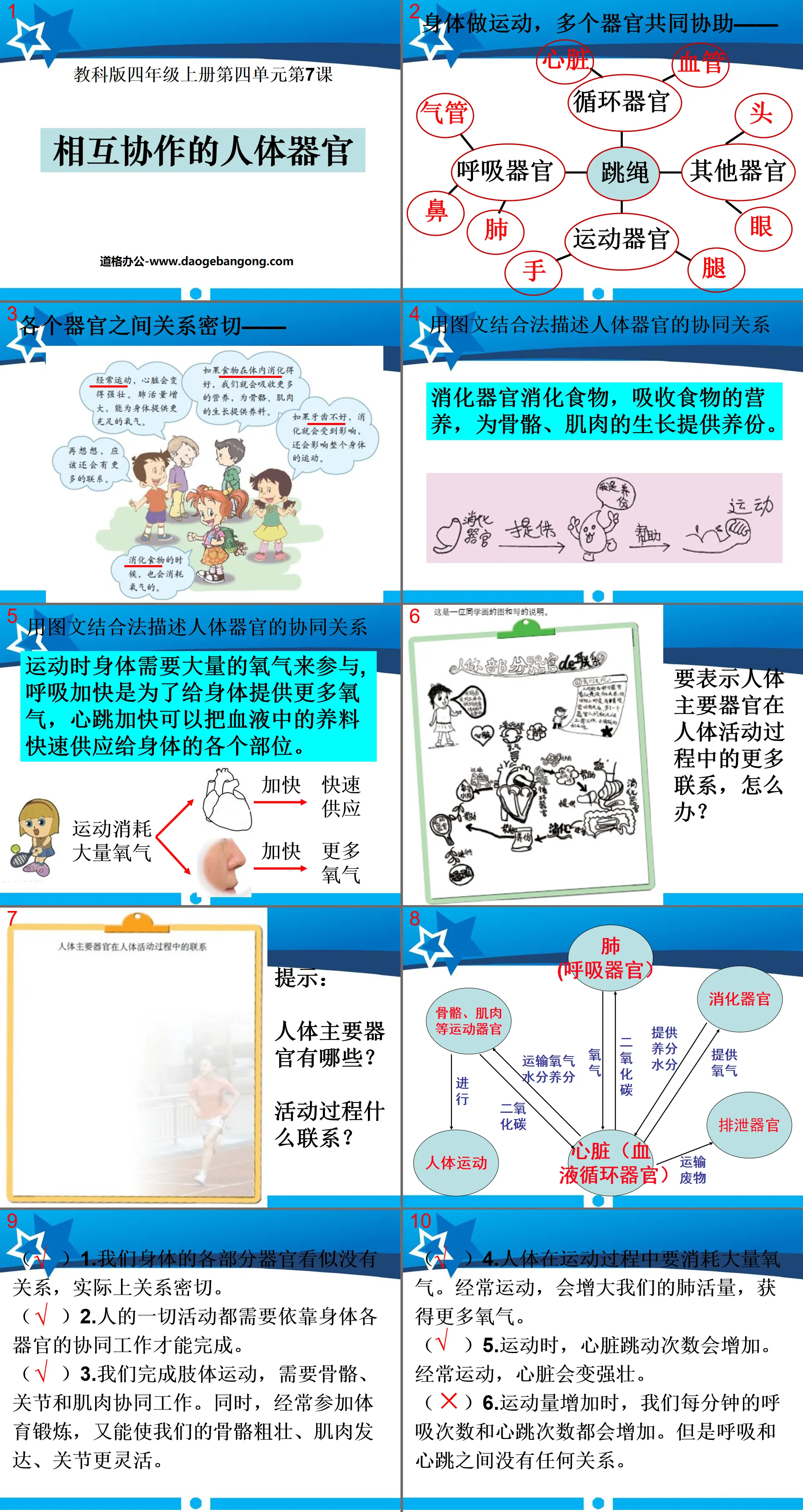 "Human Organs Cooperating with Each other" Our Body PPT Courseware