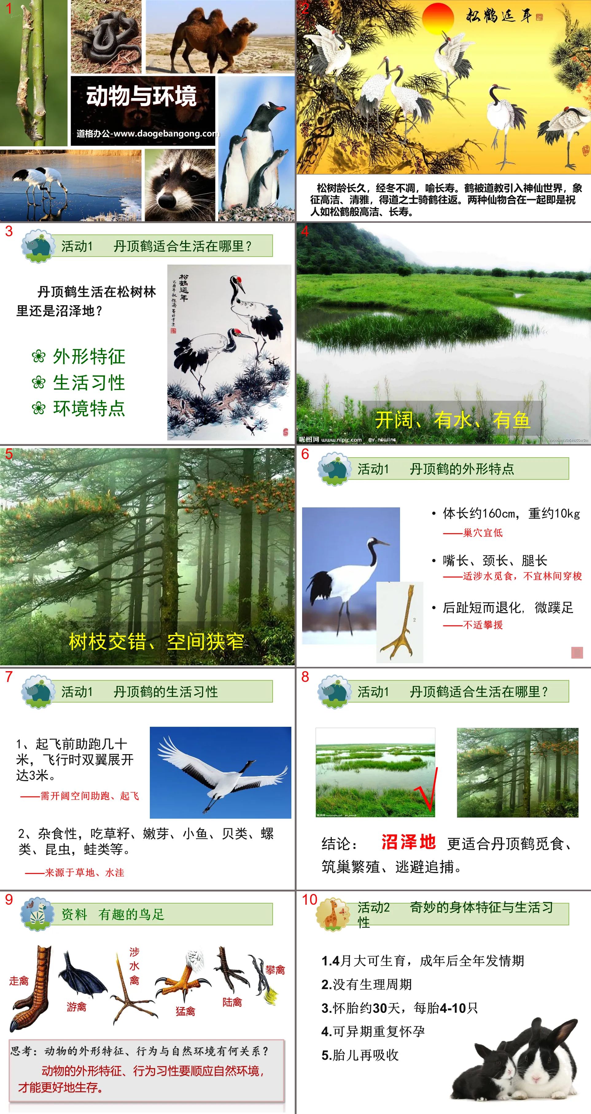 "Animals and Environment" Biology and Environment PPT Courseware