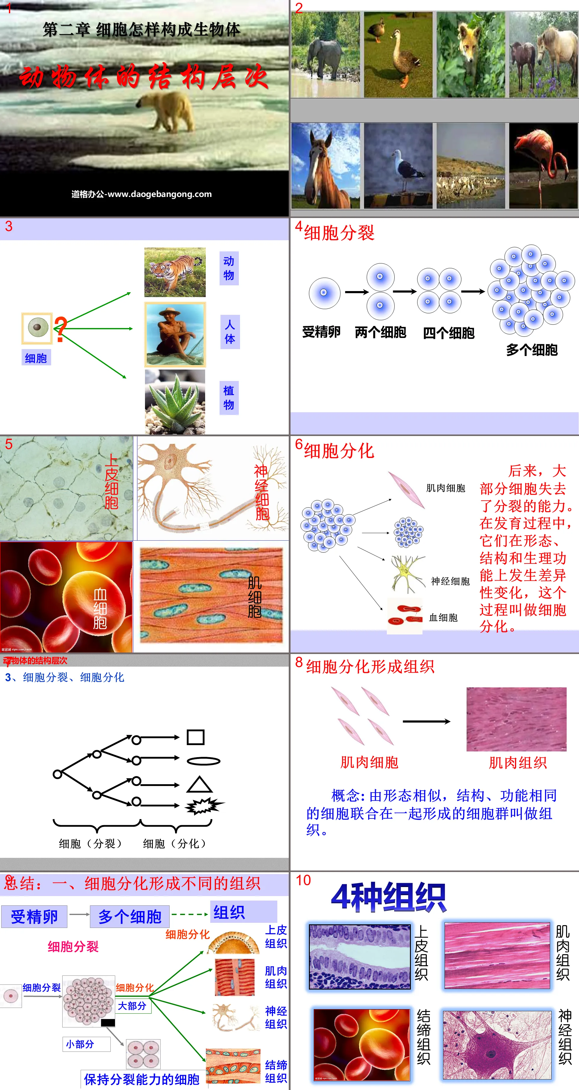 《动物体的结构层次》细胞怎样构成生物体PPT课件4
