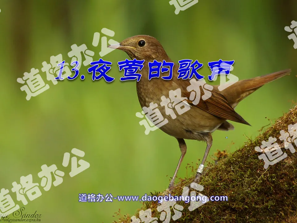 "The Nightingale's Song" PPT Courseware 3
