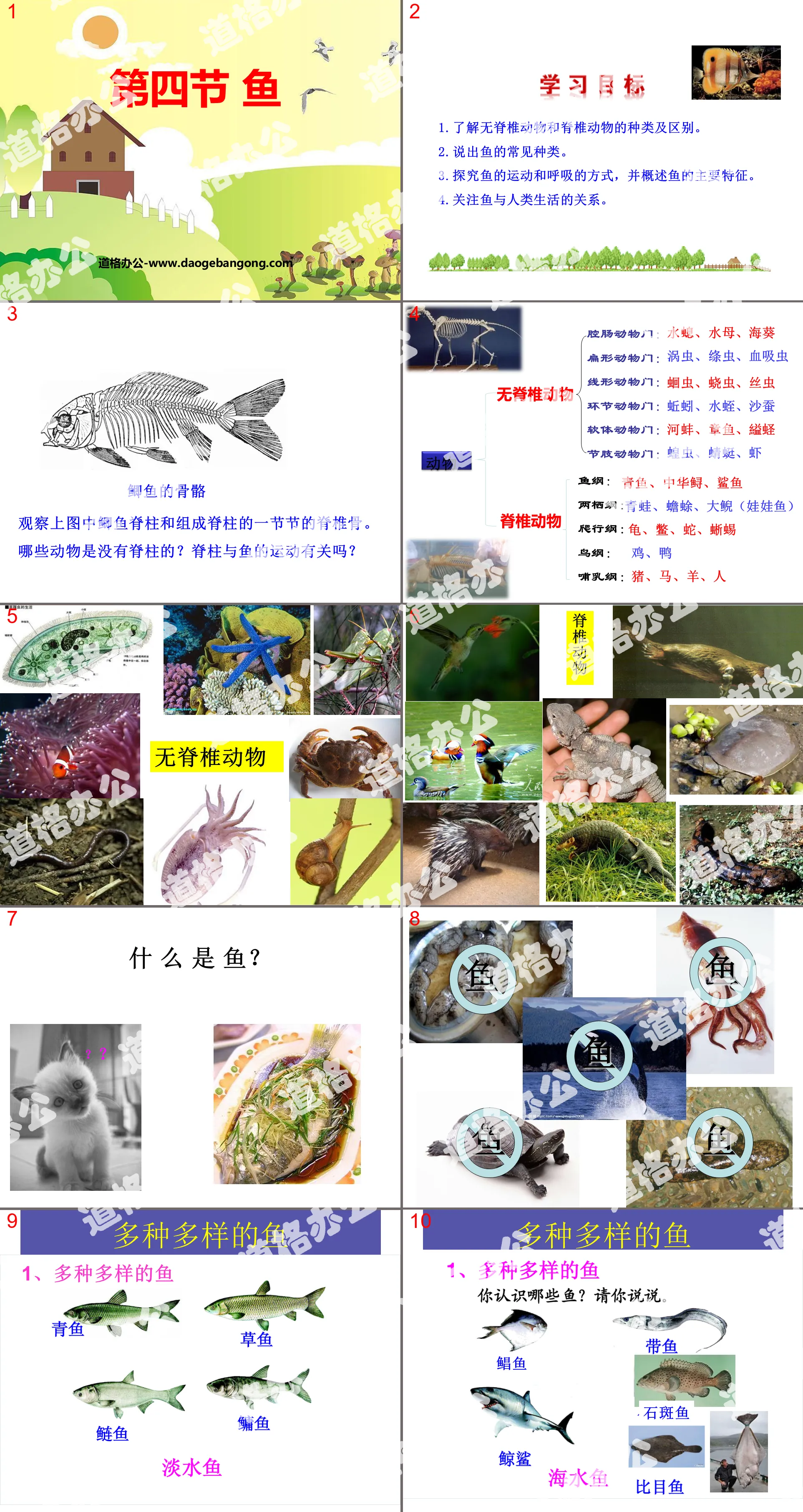 "Fish" PPT courseware on the main groups of animals