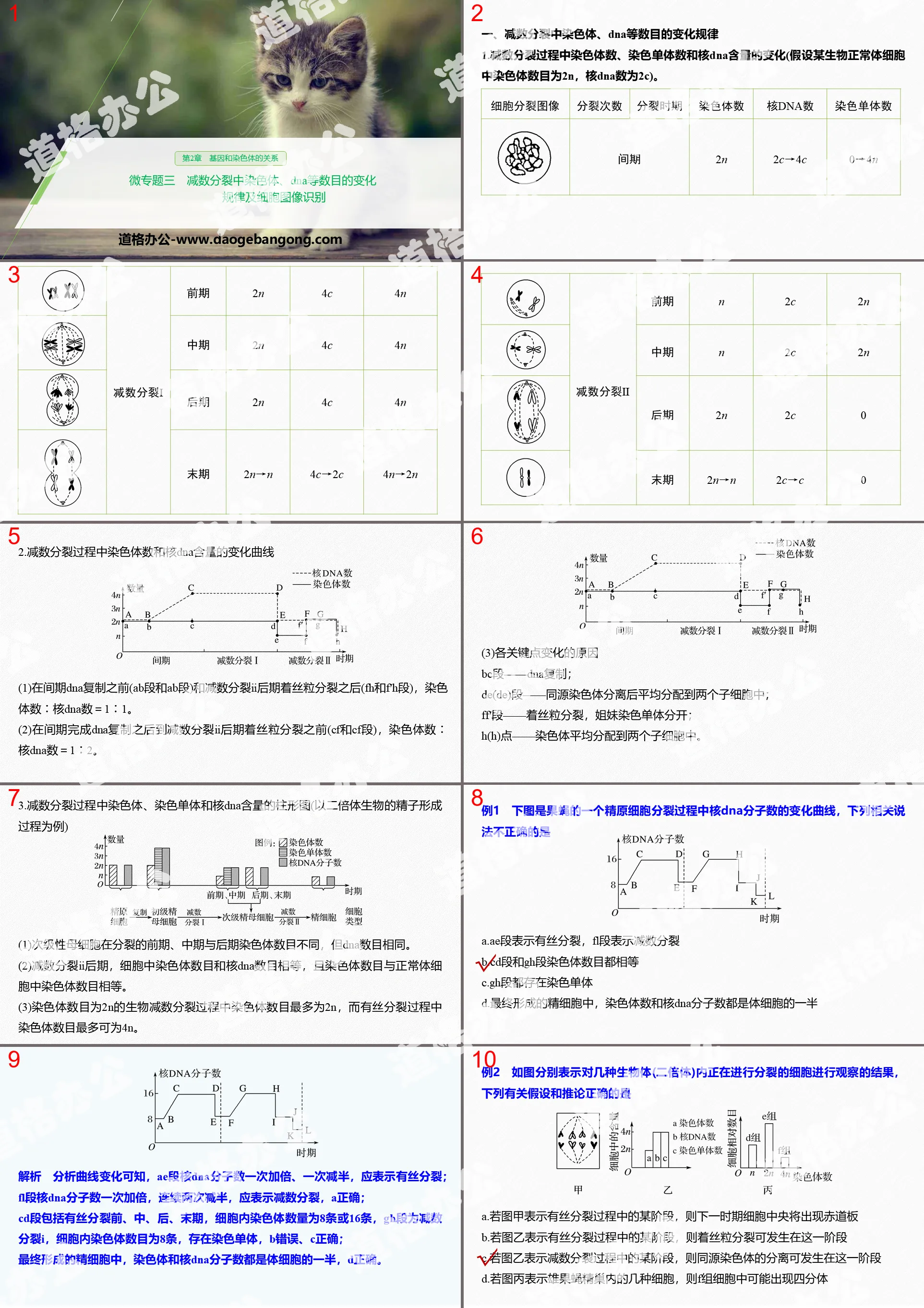 "Micro Topic 3 Changes in the Number of Chromosomes and DNA in Meiosis and Cell Image Recognition" The Relationship between Genes and Chromosomes PPT