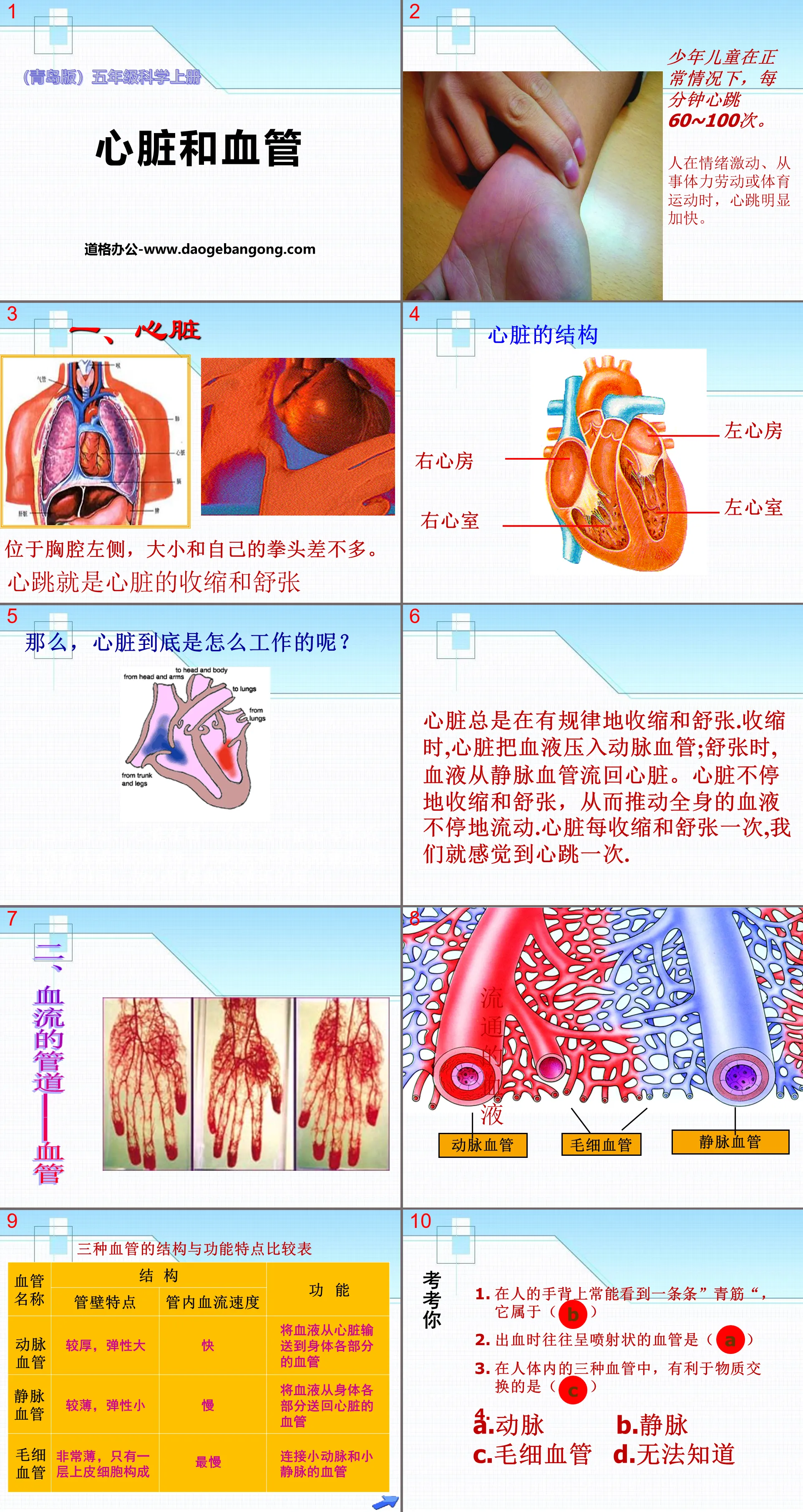 《心脏和血管》PPT
