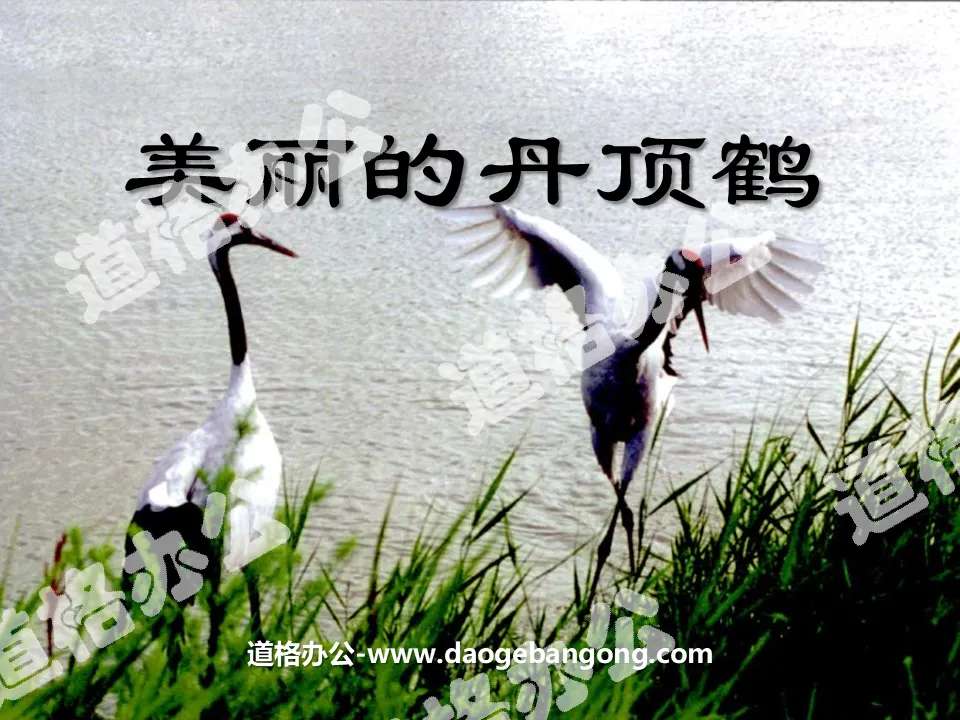 "Beautiful Red-crowned Crane" PPT courseware 5