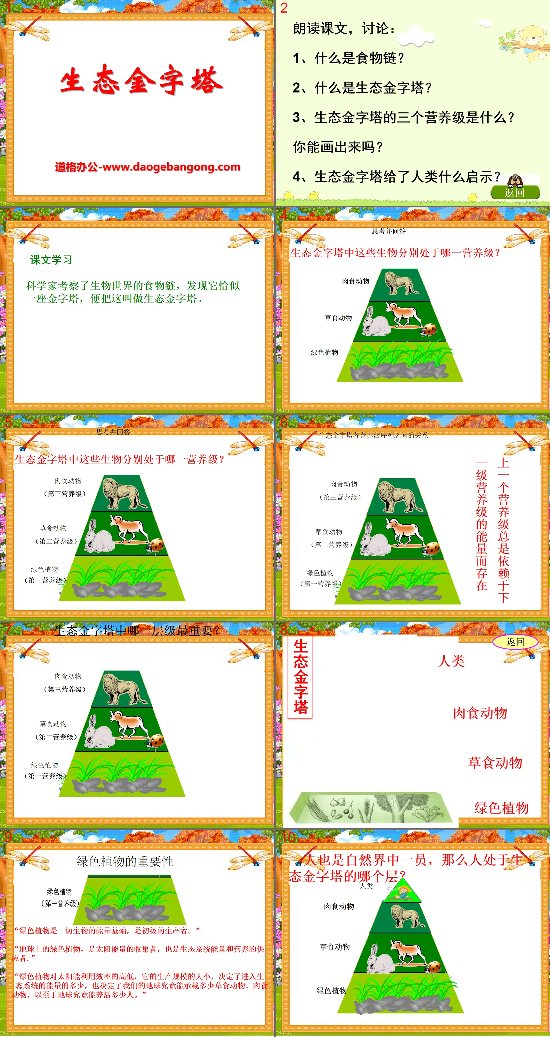 "Ecological Pyramid" PPT courseware