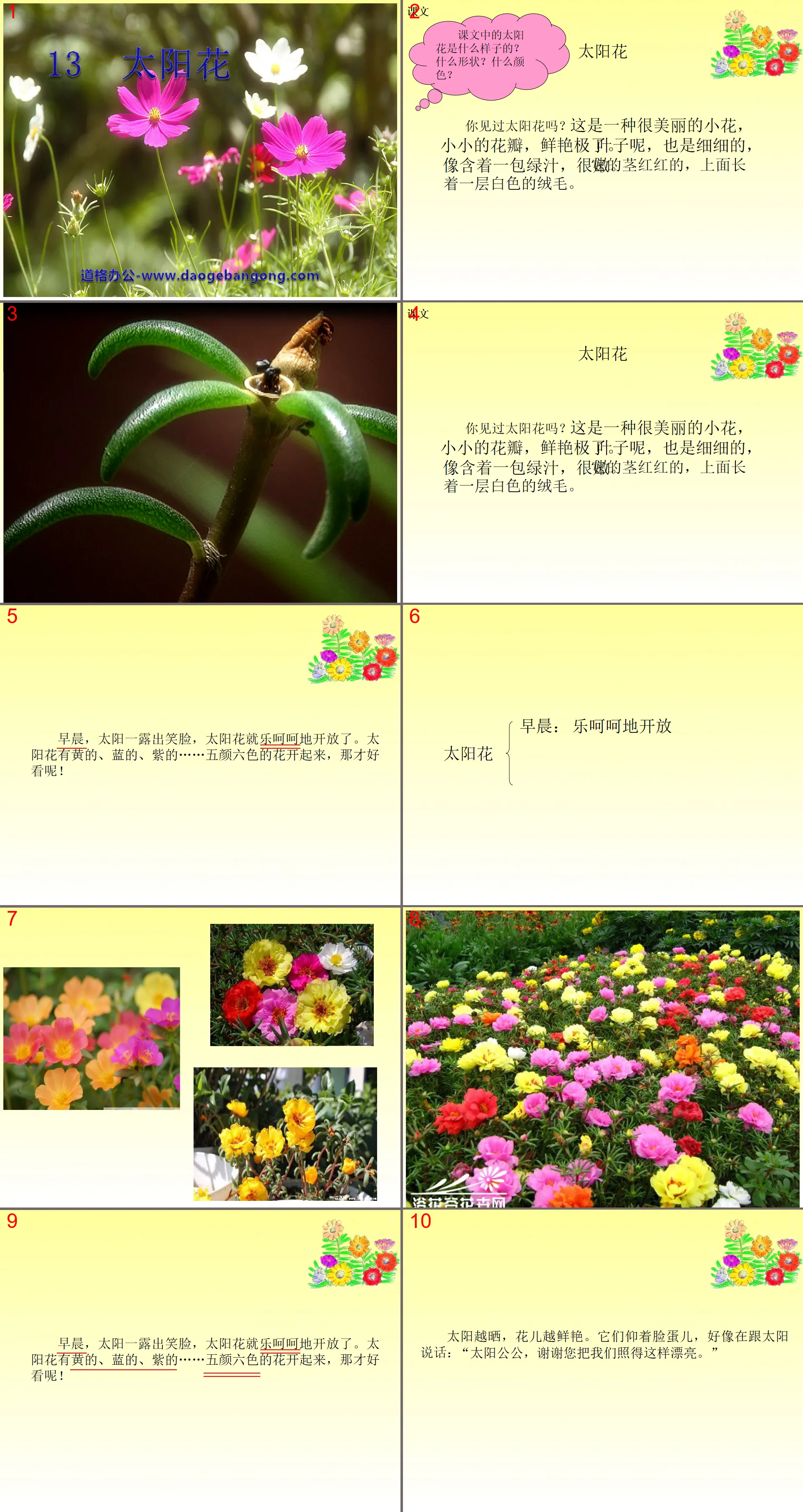 "Sunflower" PPT courseware 2