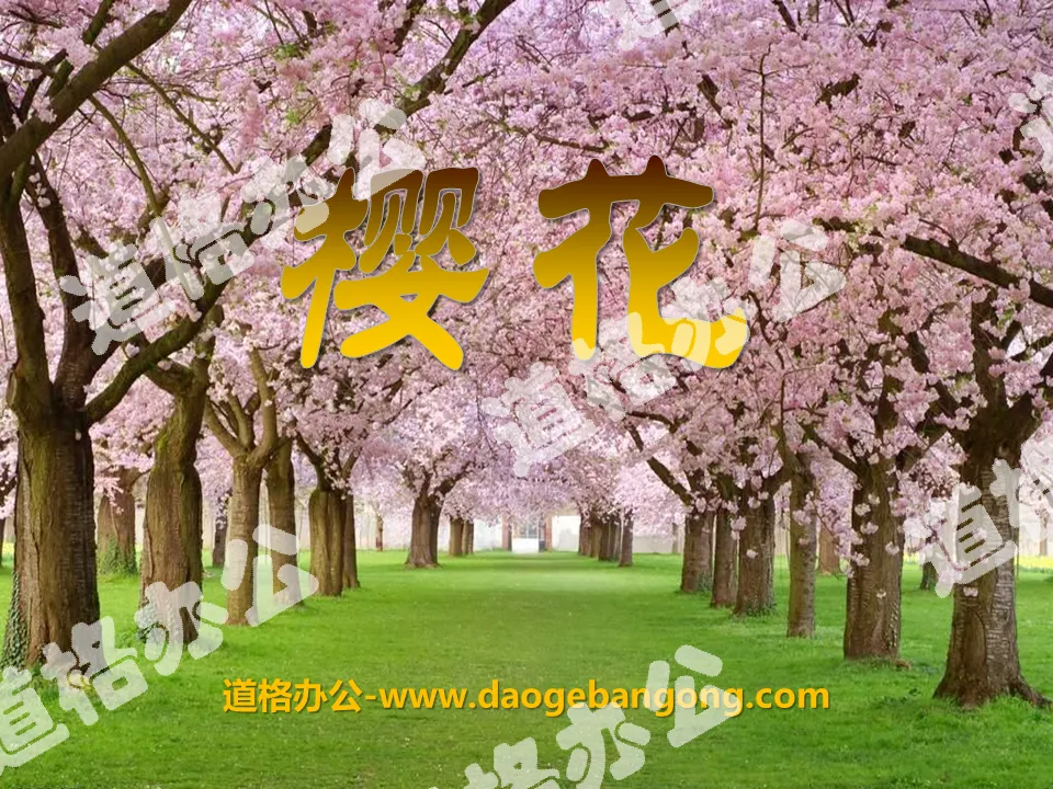 "Sakura" PPT courseware 3