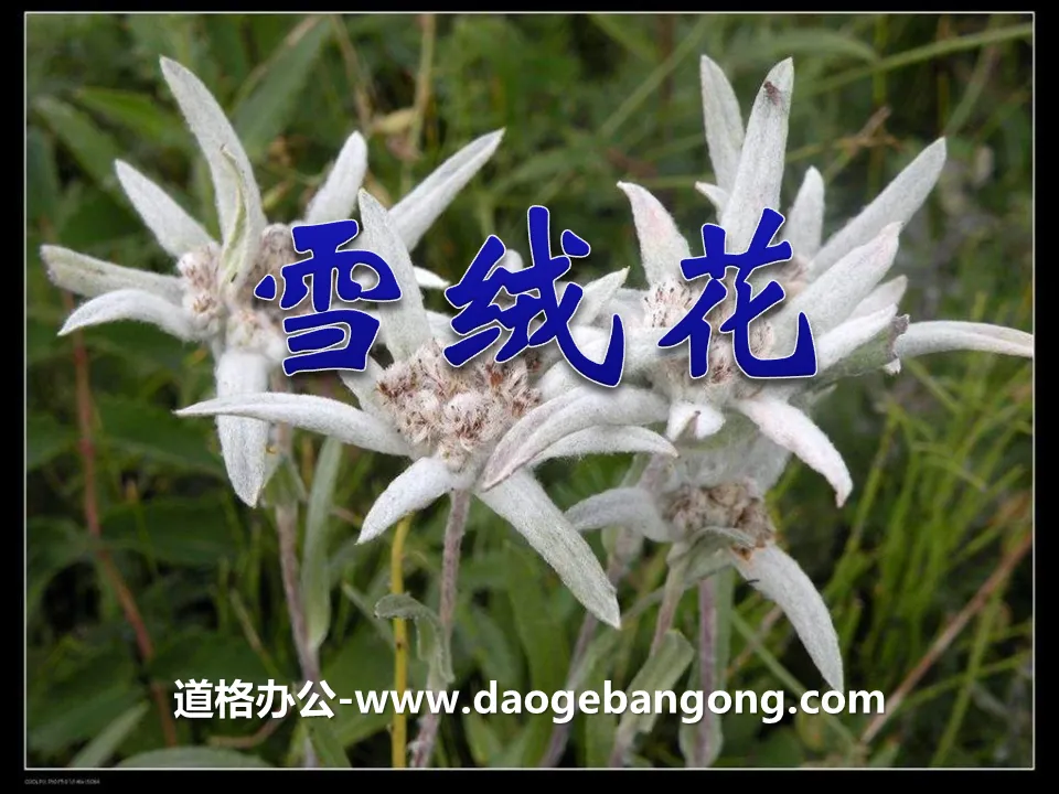 《雪绒花》PPT课件3
