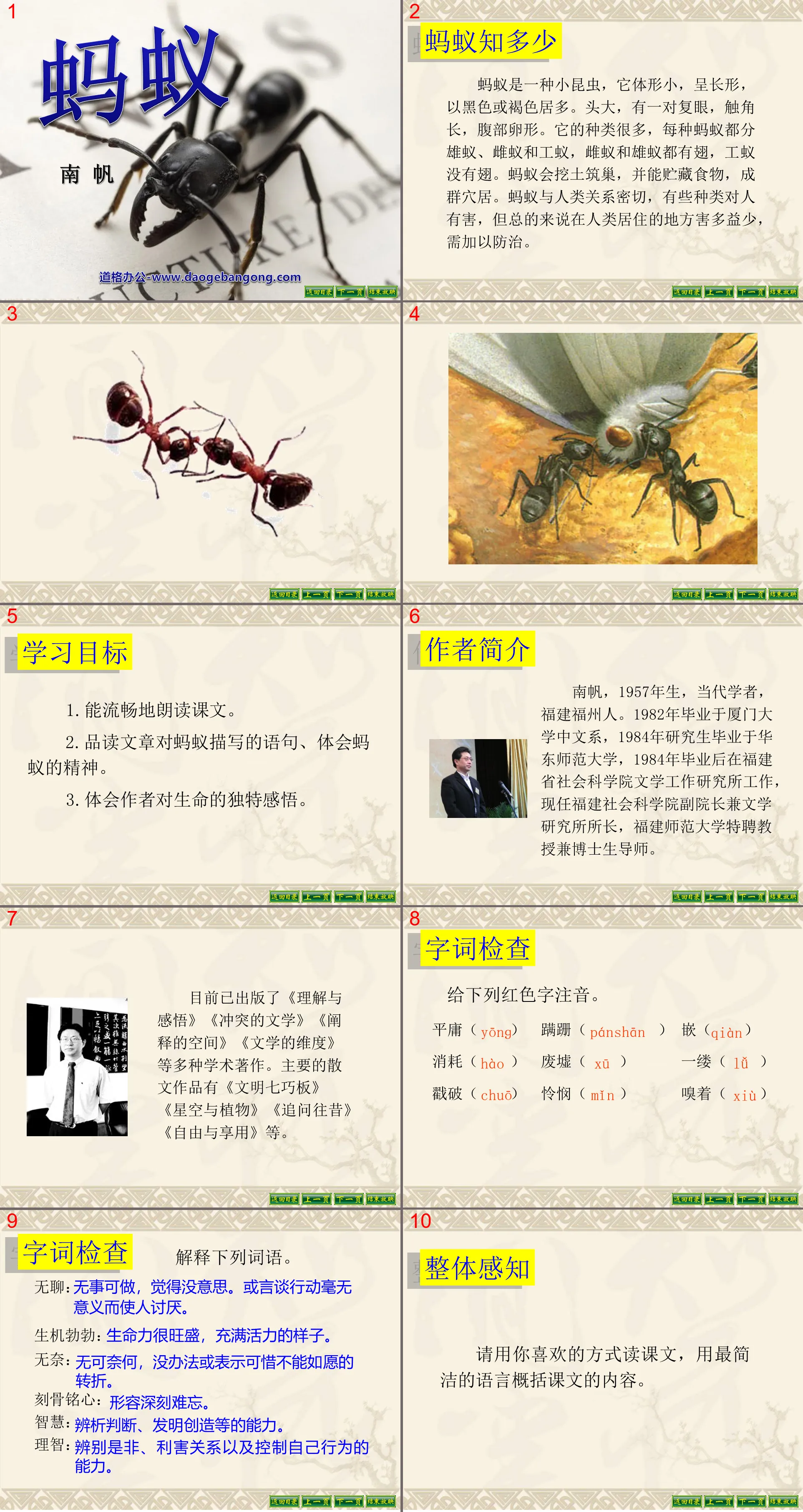 "Ants" PPT courseware 3