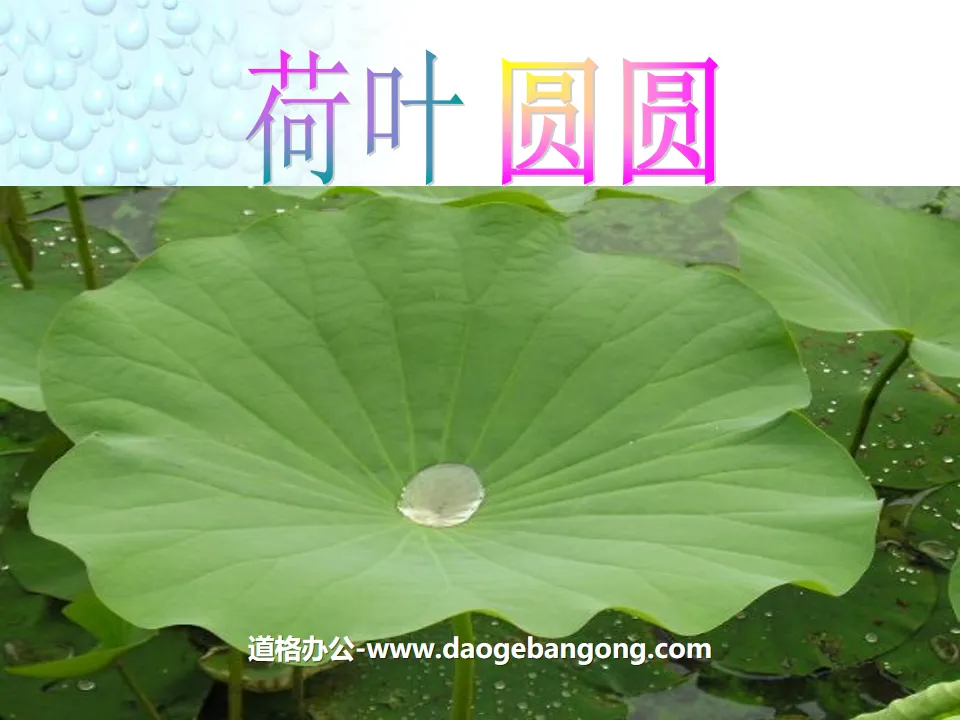 "The Lotus Leaf is Round" PPT Courseware 5