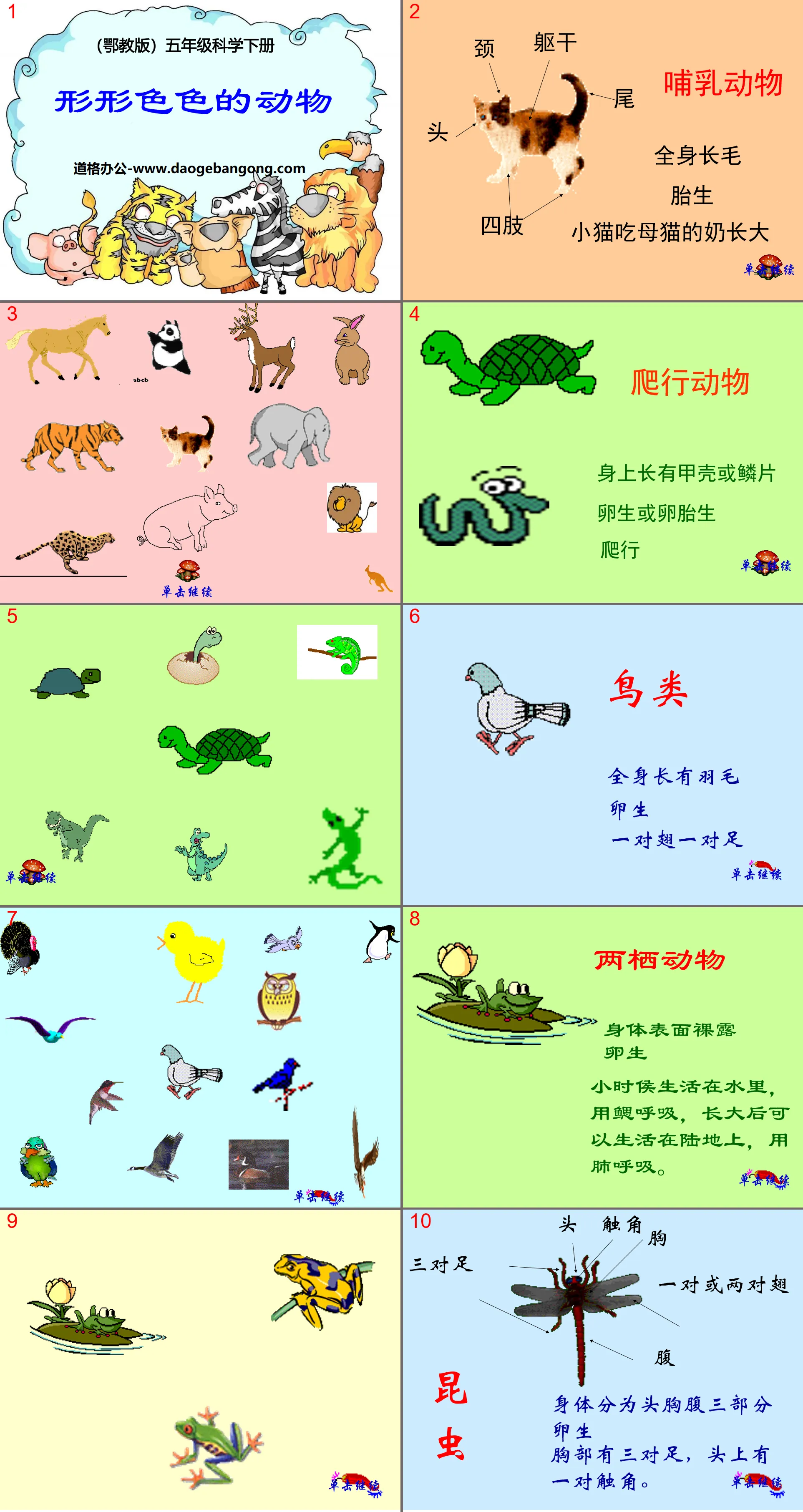 "Various Animals" PPT courseware