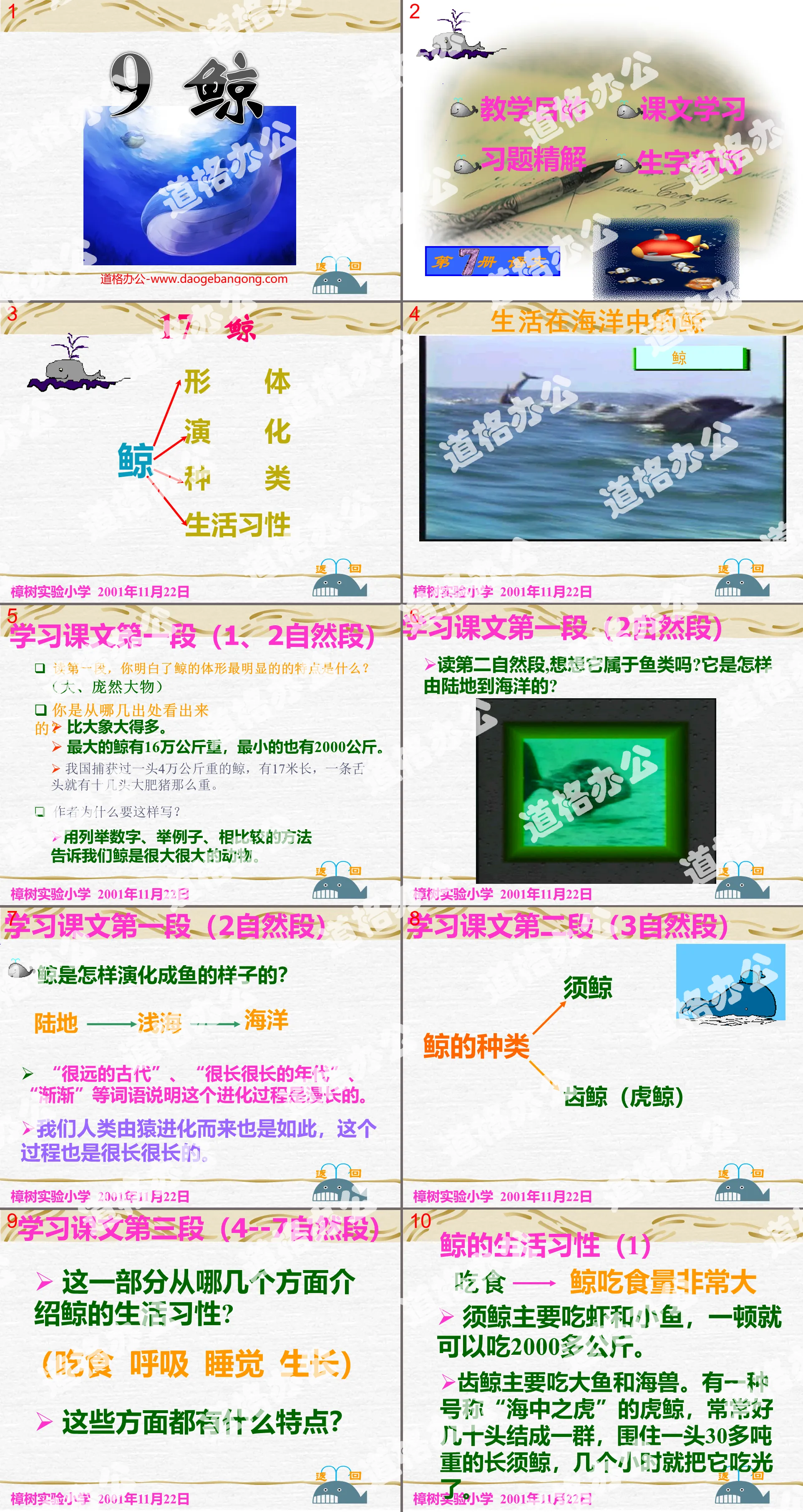 "Whale" PPT courseware download