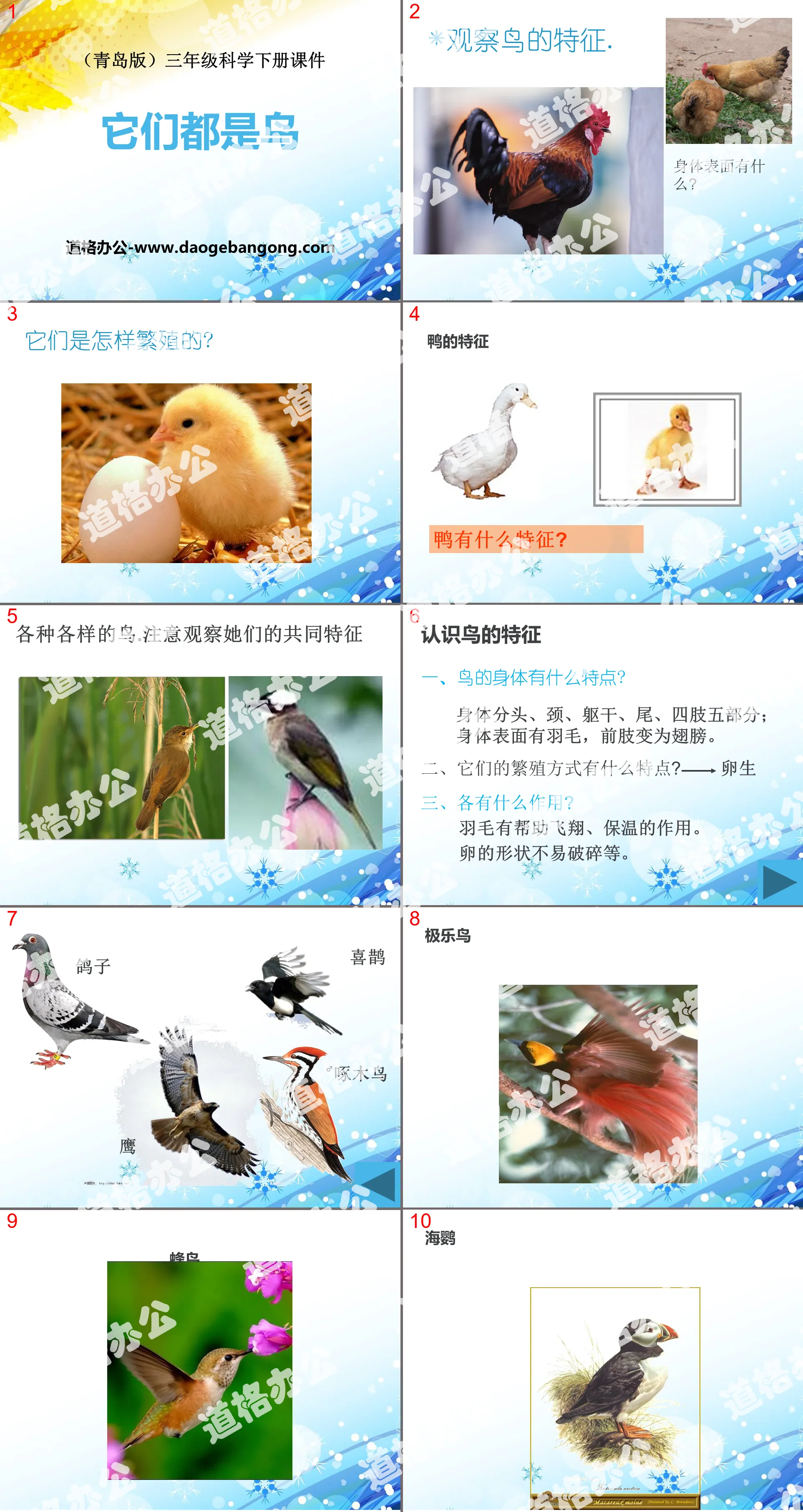 《 它們都是鳥 》PPT