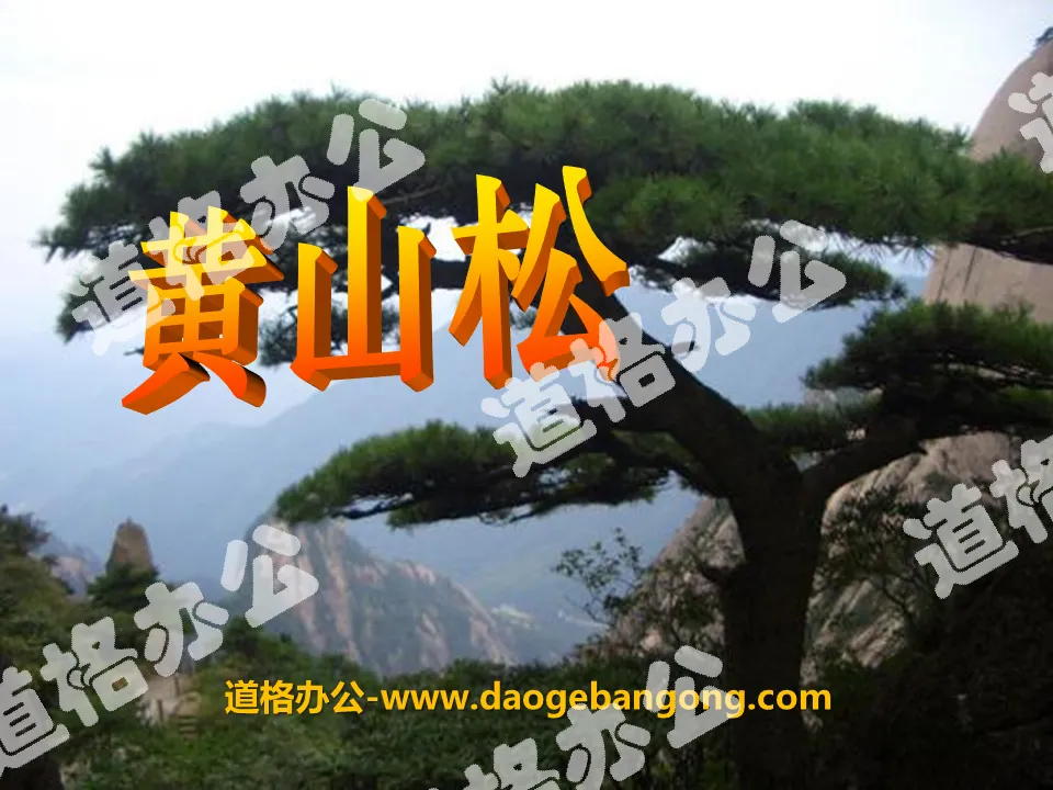 "Huangshan Pine" PPT courseware 5