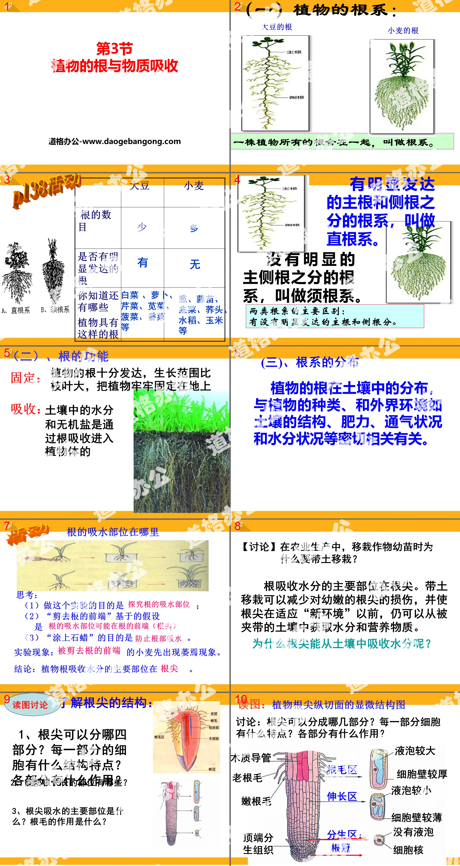 《植物的根与物质吸收》PPT
