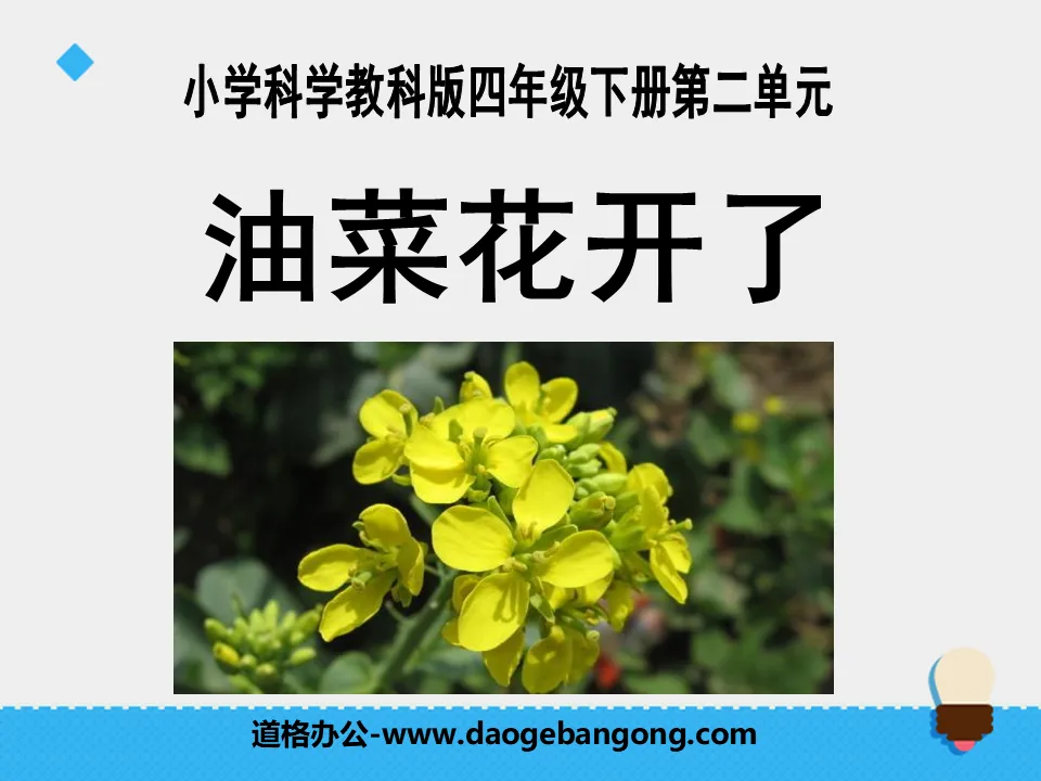 "Rape Flowers Are Blooming" New Life PPT Courseware 2